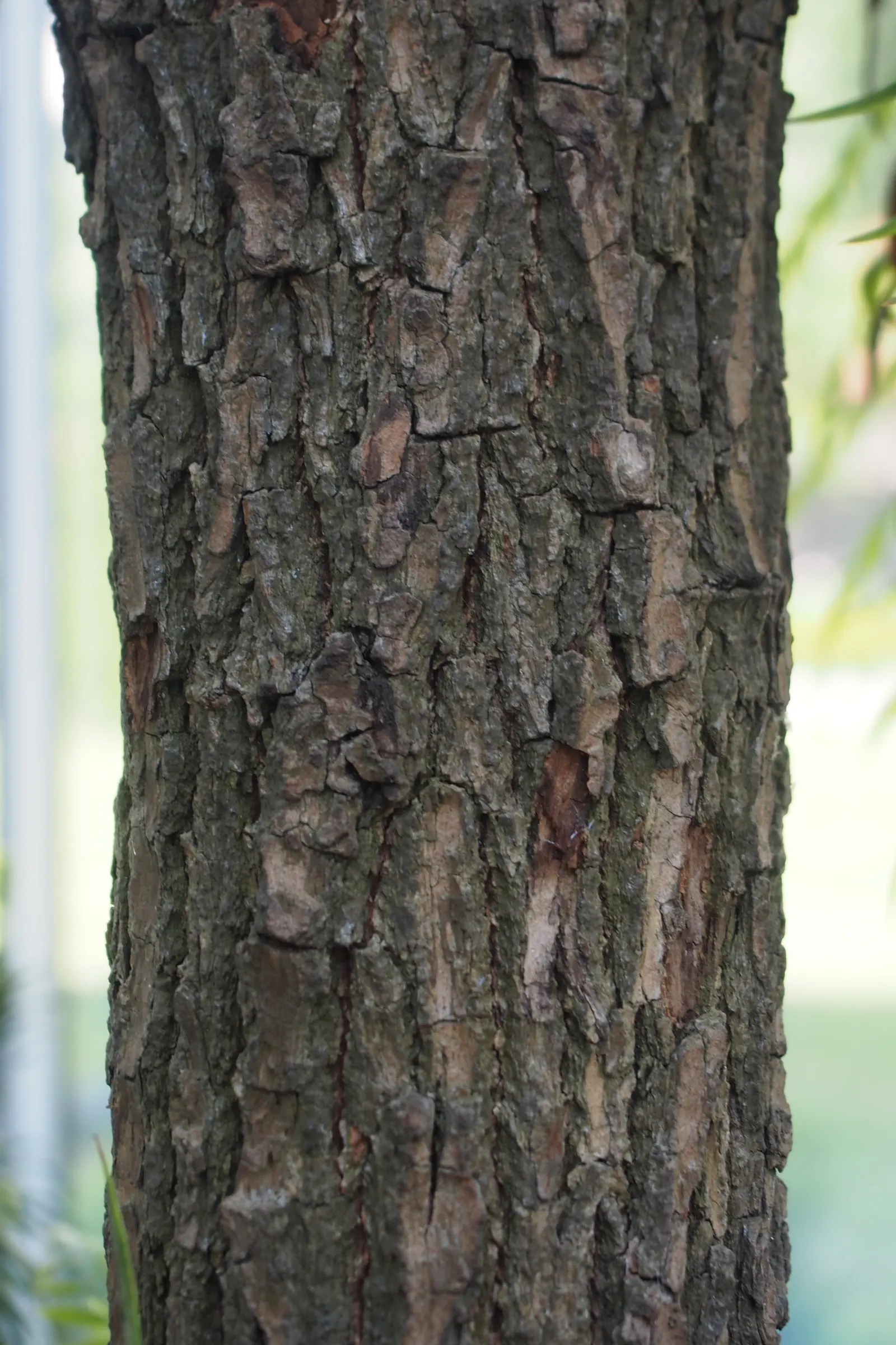 Camphor Tree (Cinnamomum Camphora) — camphor trees prefer well-draining soils and a location that receives full sunlight to partial shade; the, image 80