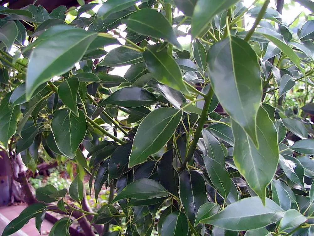 Camphor Tree (Cinnamomum Camphora) — This robust tree can reach heights up to 50-70 feet; hardy in USDA zones 8-10, it thrives in full sun to, image 70
