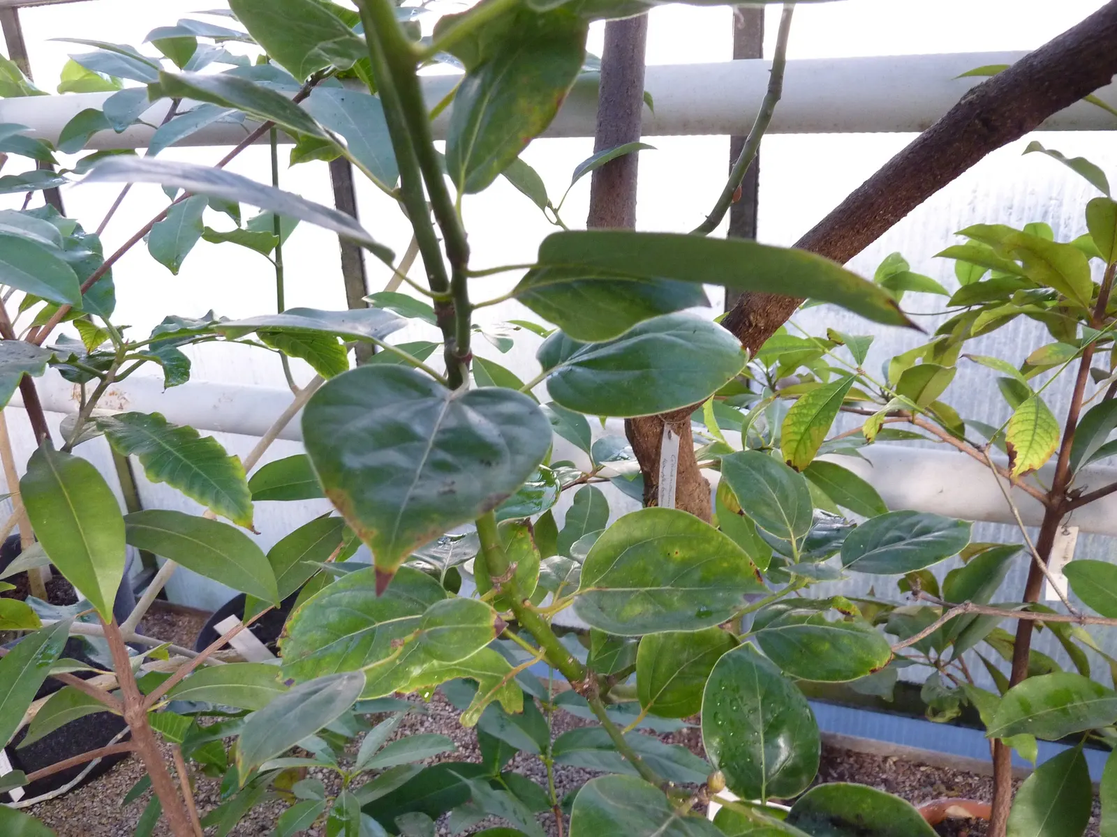 Camphor Tree (Cinnamomum Camphora) — emit the distinctive camphor smell; hardy in USDA zones 8 to 10, image 54