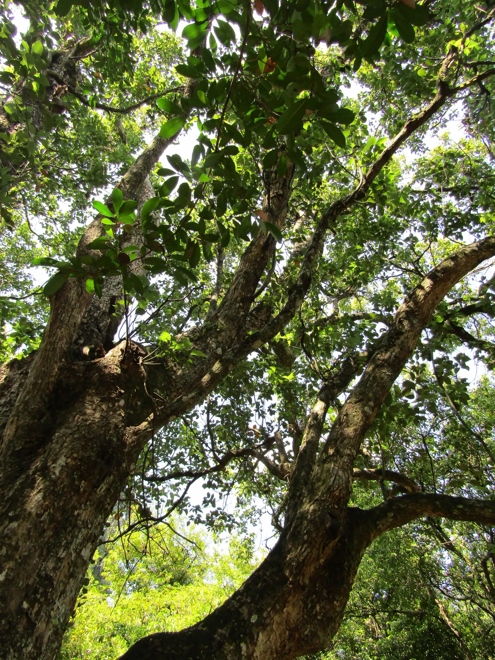 Camphor Tree (Cinnamomum Camphora) — berry-like fruits which are attractive to birds.<br><br>For optimal growth; hardy in USDA zones 8-10, it thrives in full