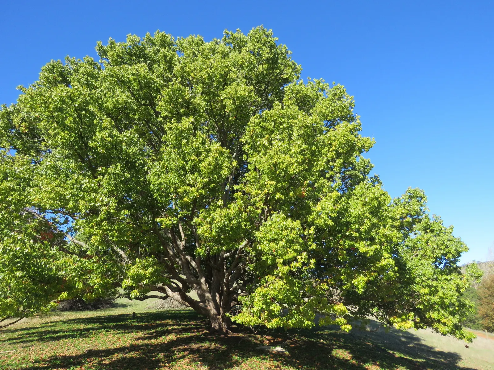 Camphor Tree (Cinnamomum Camphora) — potentially exceeding 75 feet; hardy in USDA zones 8 to 10, image 51
