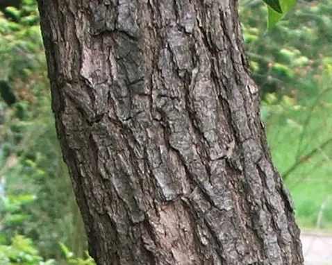 Camphor Tree (Cinnamomum Camphora) — The Camphor Tree (Cinnamomum camphora) is an evergreen renowned for its aromatic foliage