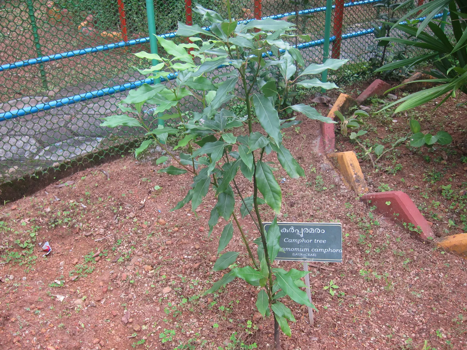 Camphor Tree (Cinnamomum Camphora) — potentially exceeding 75 feet; hardy in USDA zones 8 to 10, image 72