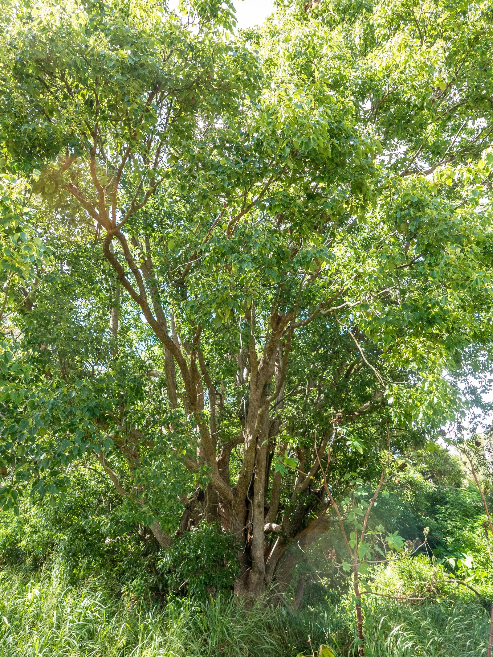 Camphor Tree (Cinnamomum Camphora) — This robust tree can reach heights up to 50-70 feet; hardy in USDA zones 8-10, it thrives in full sun to, image 49