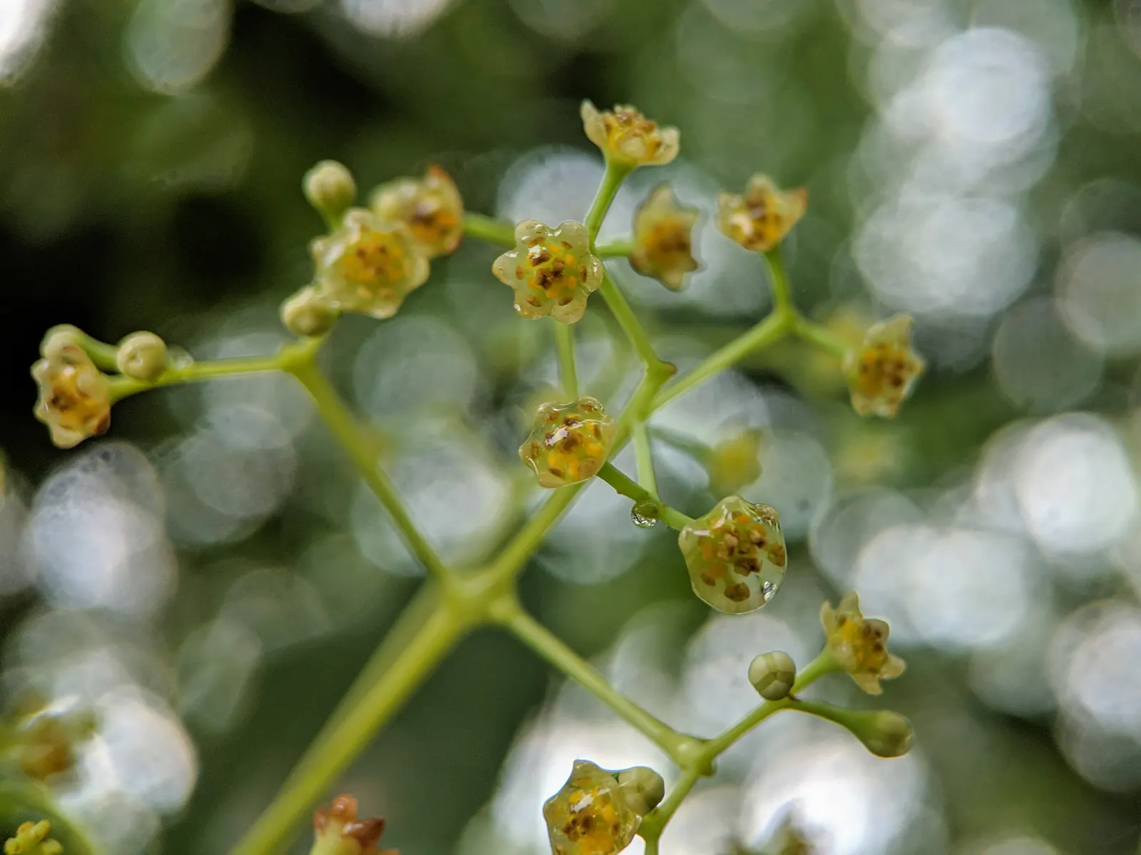 Camphor Tree (Cinnamomum Camphora) — camphor trees prefer well-draining soils and a location that receives full sunlight to partial shade