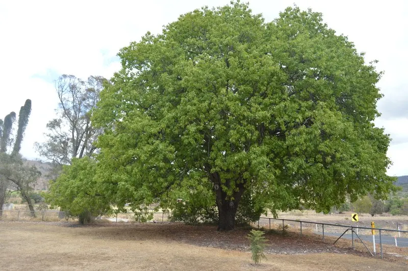 Camphor Tree (Cinnamomum Camphora) — camphor trees prefer well-draining soils and a location that receives full sunlight to partial shade; the camphor tree