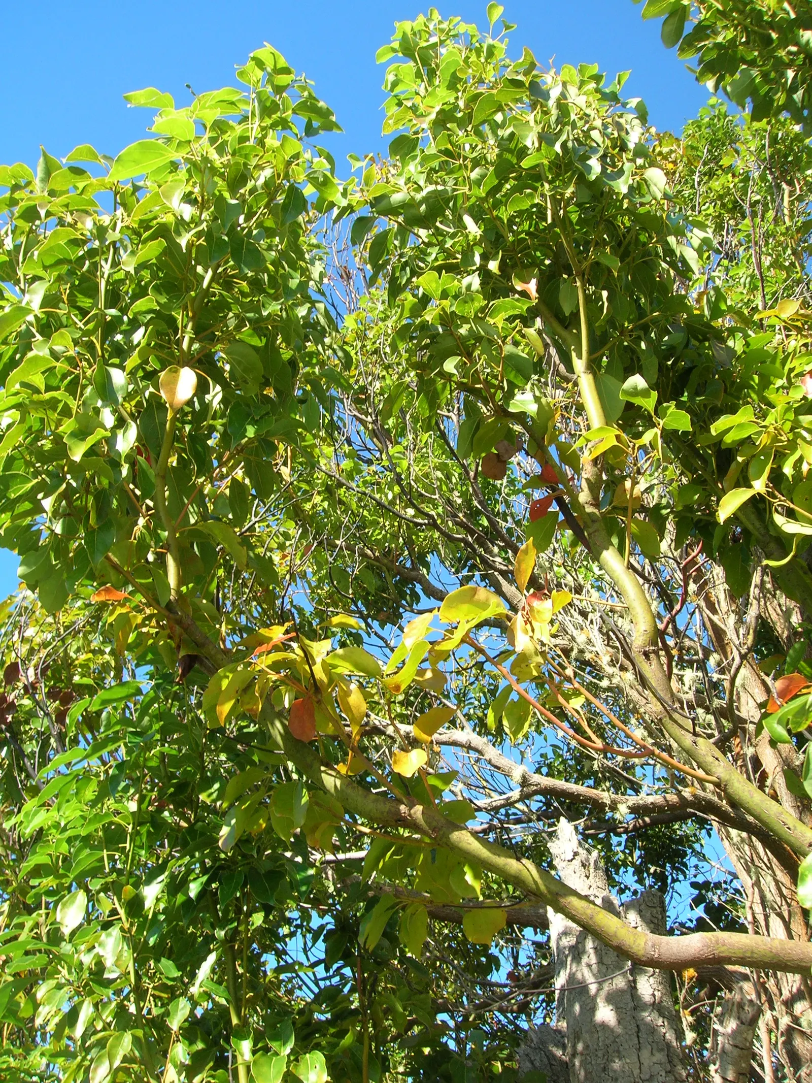 Camphor Tree (Cinnamomum Camphora) — Hardy in USDA zones 8 to 10, image 60
