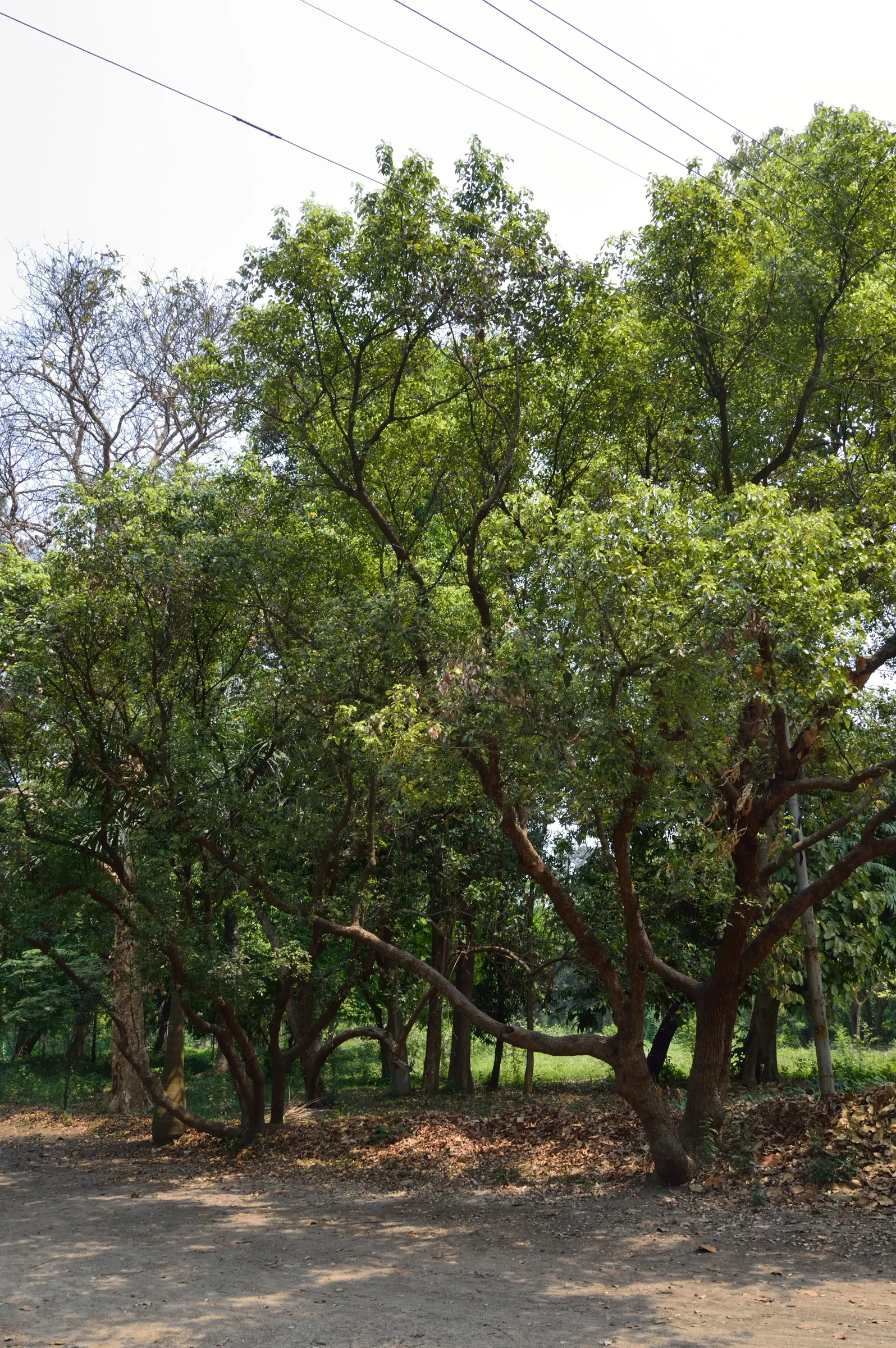 Camphor Tree (Cinnamomum Camphora) — Hardy in USDA zones 8-10, it thrives in full sun to partial shade, image 67