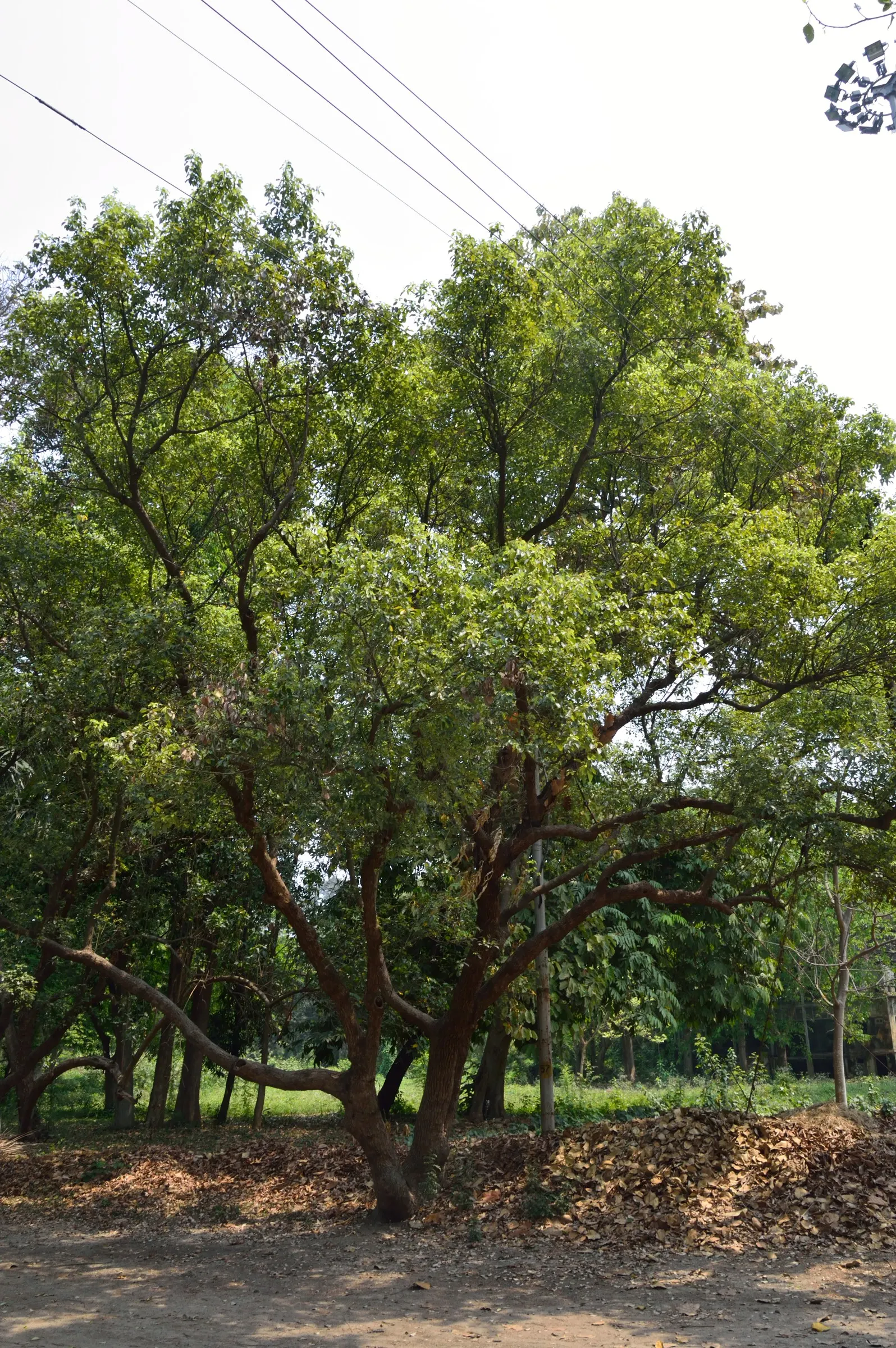 Camphor Tree (Cinnamomum Camphora) — This robust tree can reach heights up to 50-70 feet; hardy in USDA zones 8-10, it thrives in full sun to partial shade