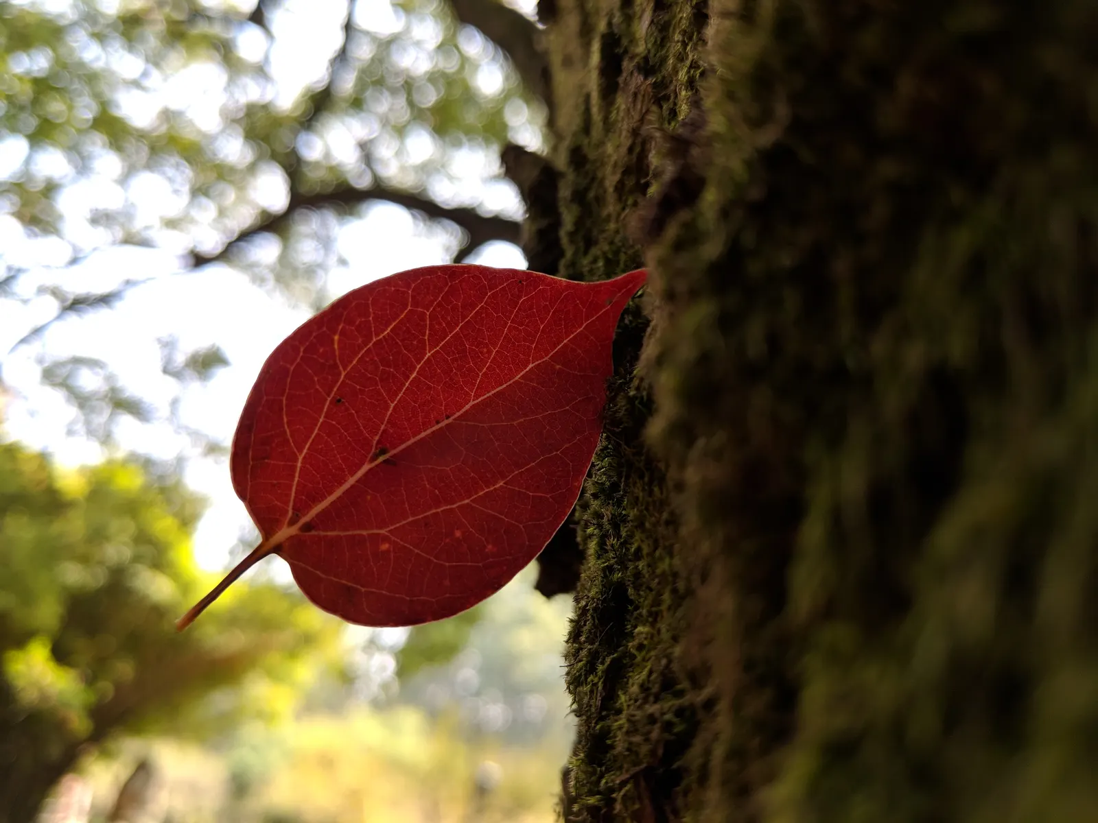 Camphor Tree (Cinnamomum Camphora) — the camphor tree provides ample shade, image 74