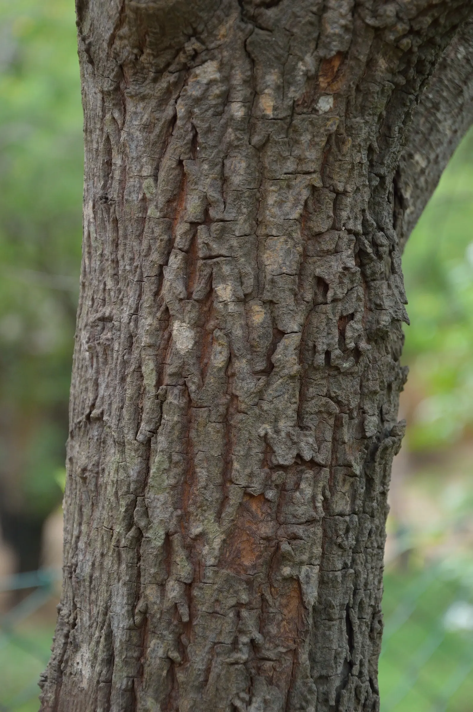 Camphor Tree (Cinnamomum Camphora) — Hardy in USDA zones 8 to 10, image 39