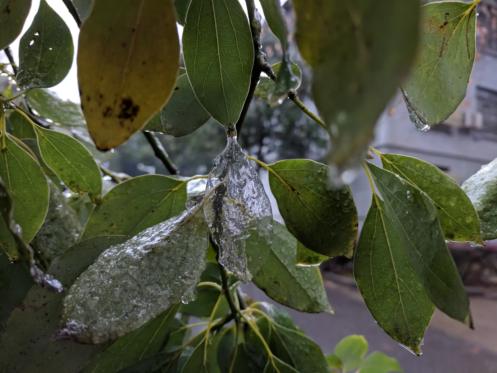 Camphor Tree (Cinnamomum Camphora) — Tiny yellowish-white flowers bloom in spring, followed by berry-like fruits; hardy in USDA zones 8 to 10