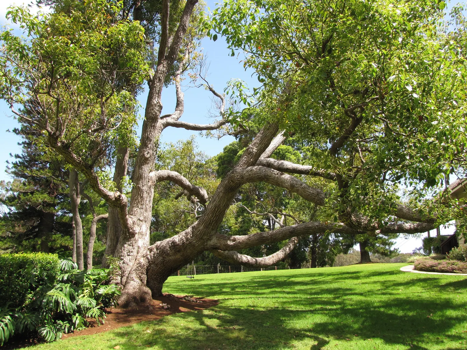 Camphor Tree (Cinnamomum Camphora) — Note: its invasive roots and large size make it unsuitable for small spaces; the camphor tree provides ample shade