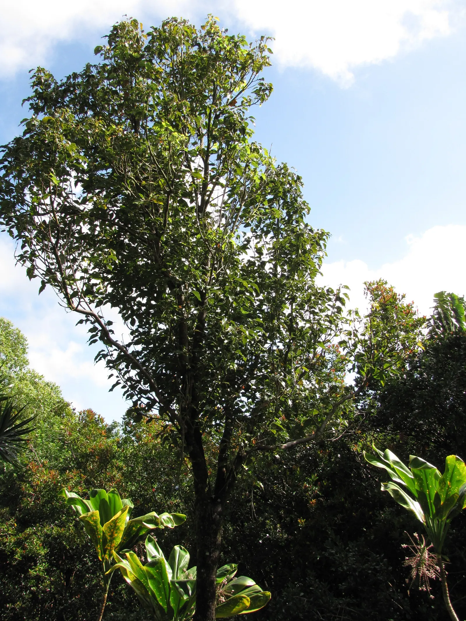 Camphor Tree (Cinnamomum Camphora) — Also, be aware that the leaves and fruits contain compounds that can be poisonous if ingested; the camphor, image 62