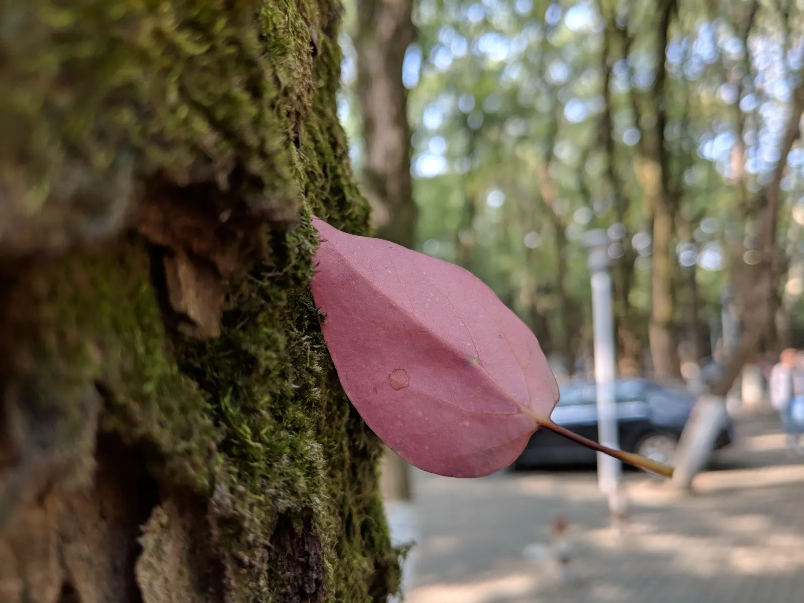 Camphor Tree (Cinnamomum Camphora) — emit the distinctive camphor smell