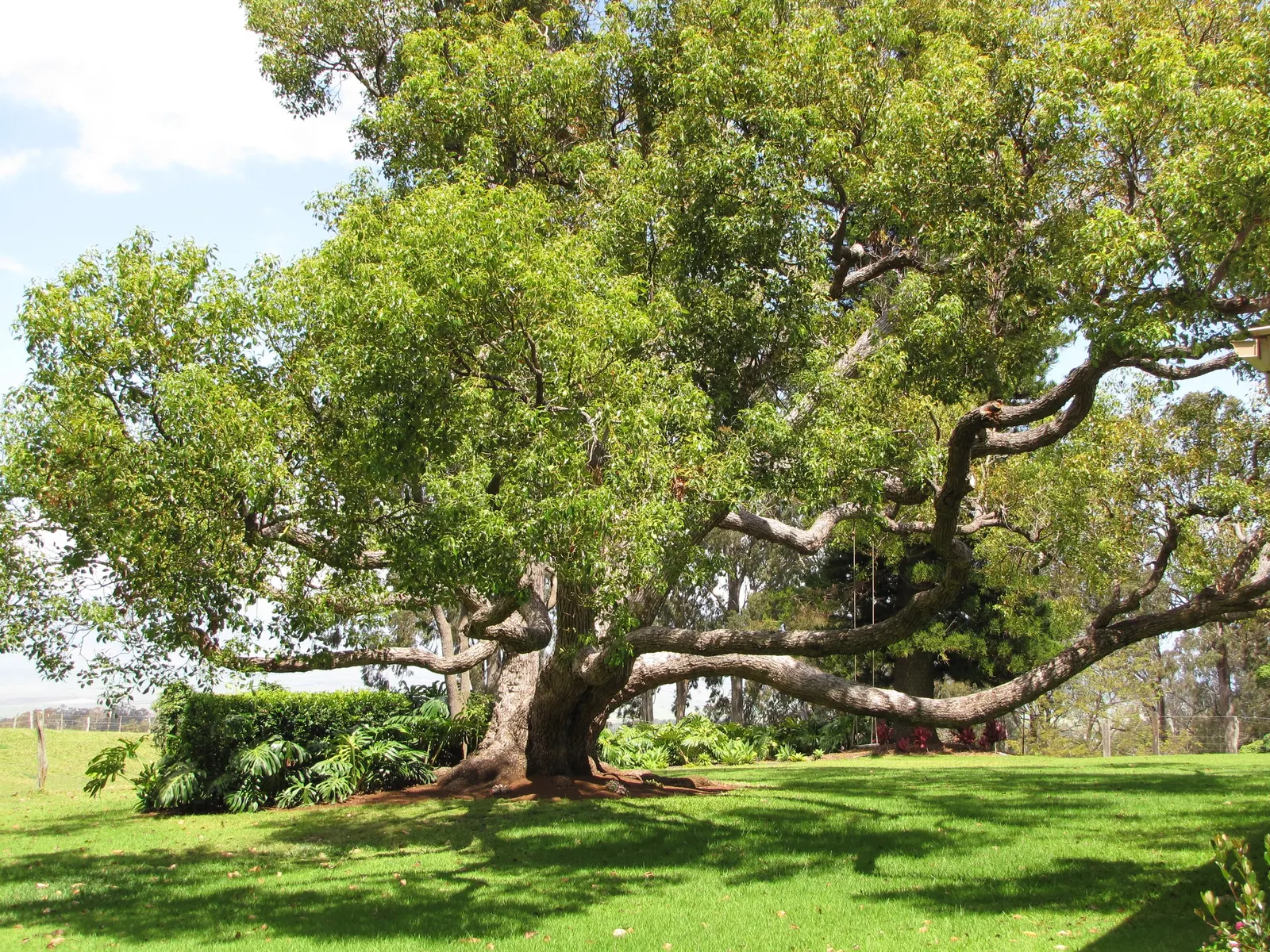 Camphor Tree (Cinnamomum Camphora) — Also, be aware that the leaves and fruits contain compounds that can be poisonous if ingested; the camphor tree provides