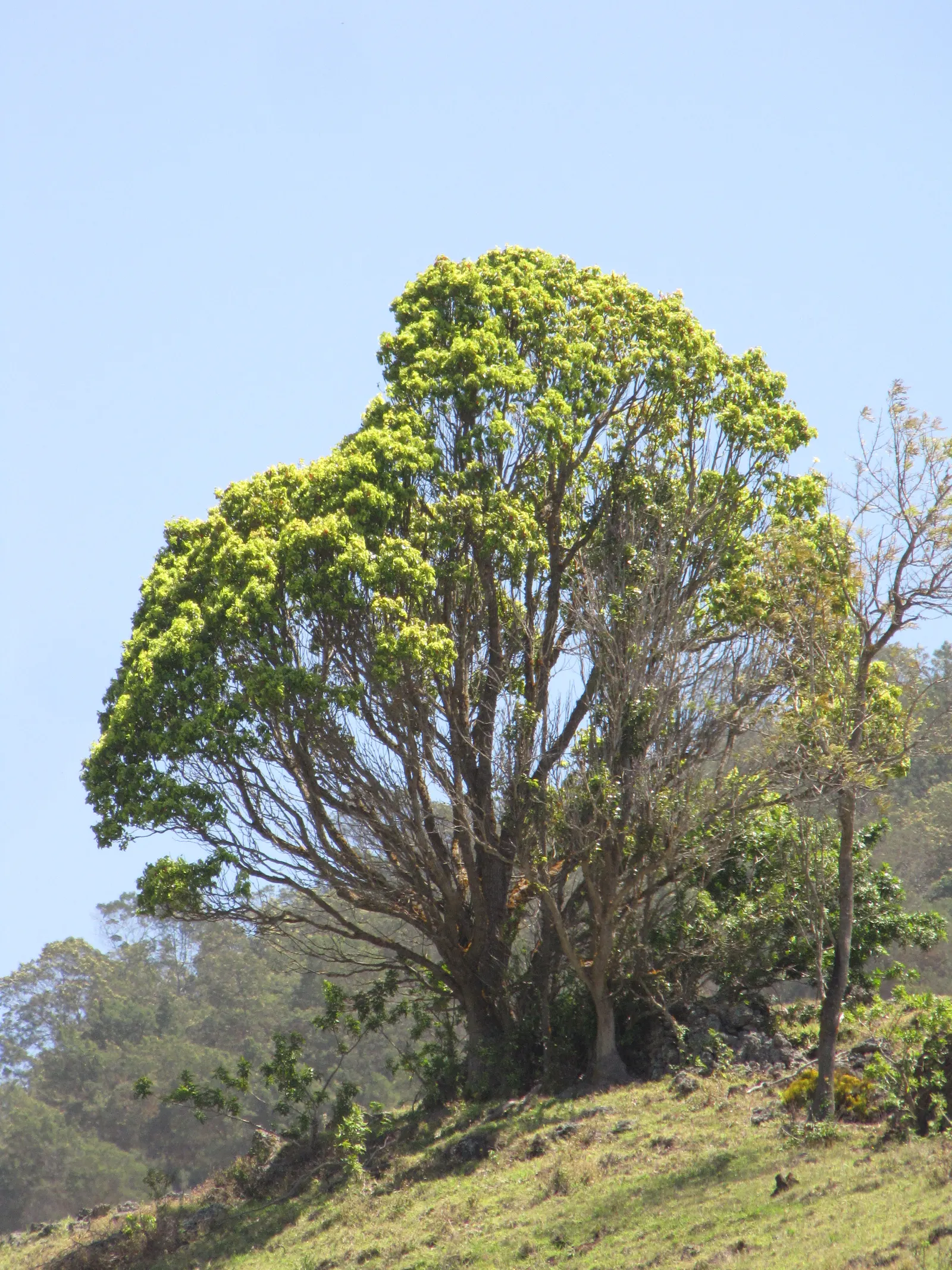 Camphor Tree (Cinnamomum Camphora) — In the spring, small white flowers bloom, adding subtle visual interest; the camphor tree provides ample shade, image 77
