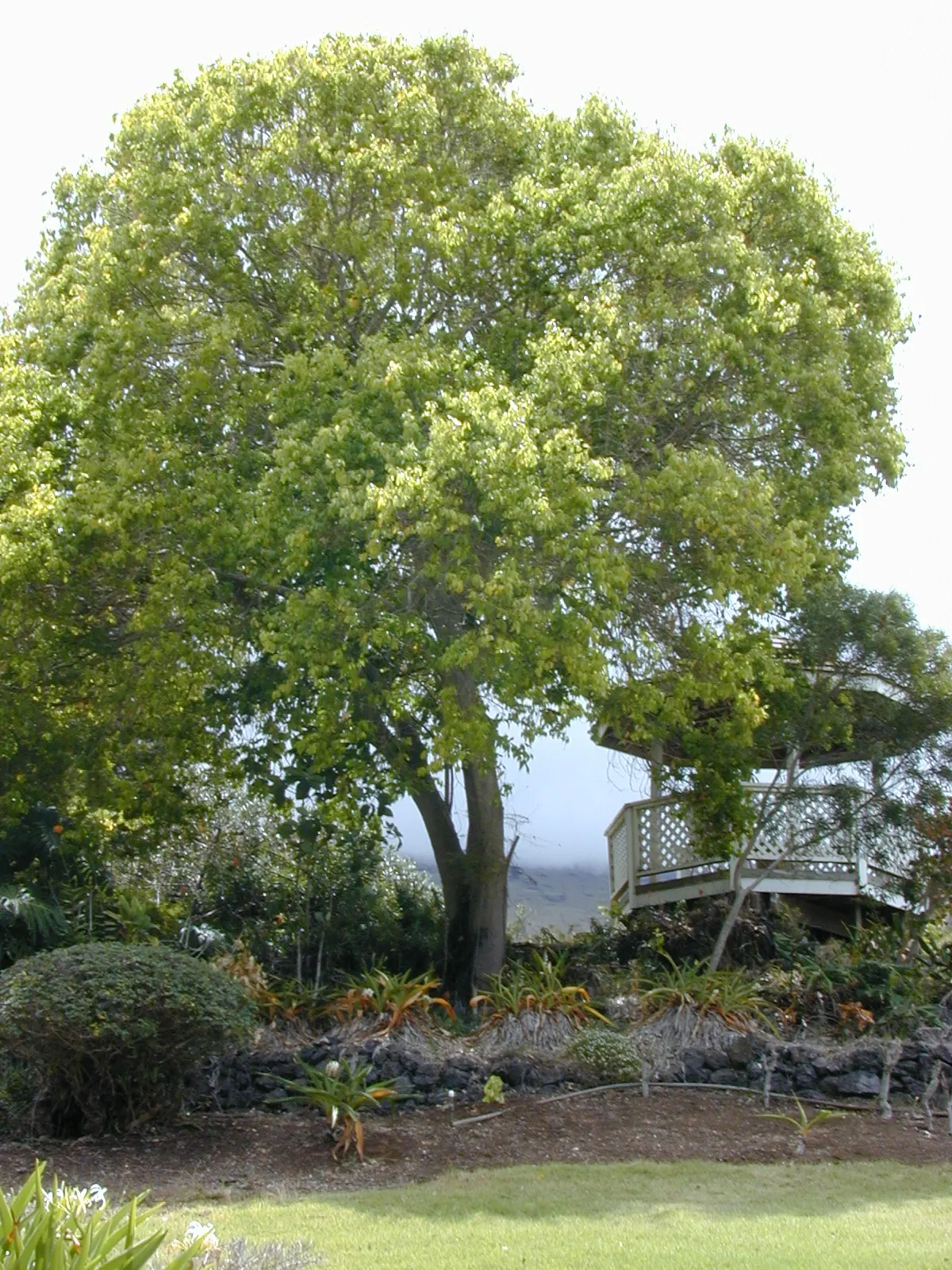 Camphor Tree (Cinnamomum Camphora) — account for its expansive growth when incorporating it into garden designs; hardy in USDA zones 8-10, it, image 73