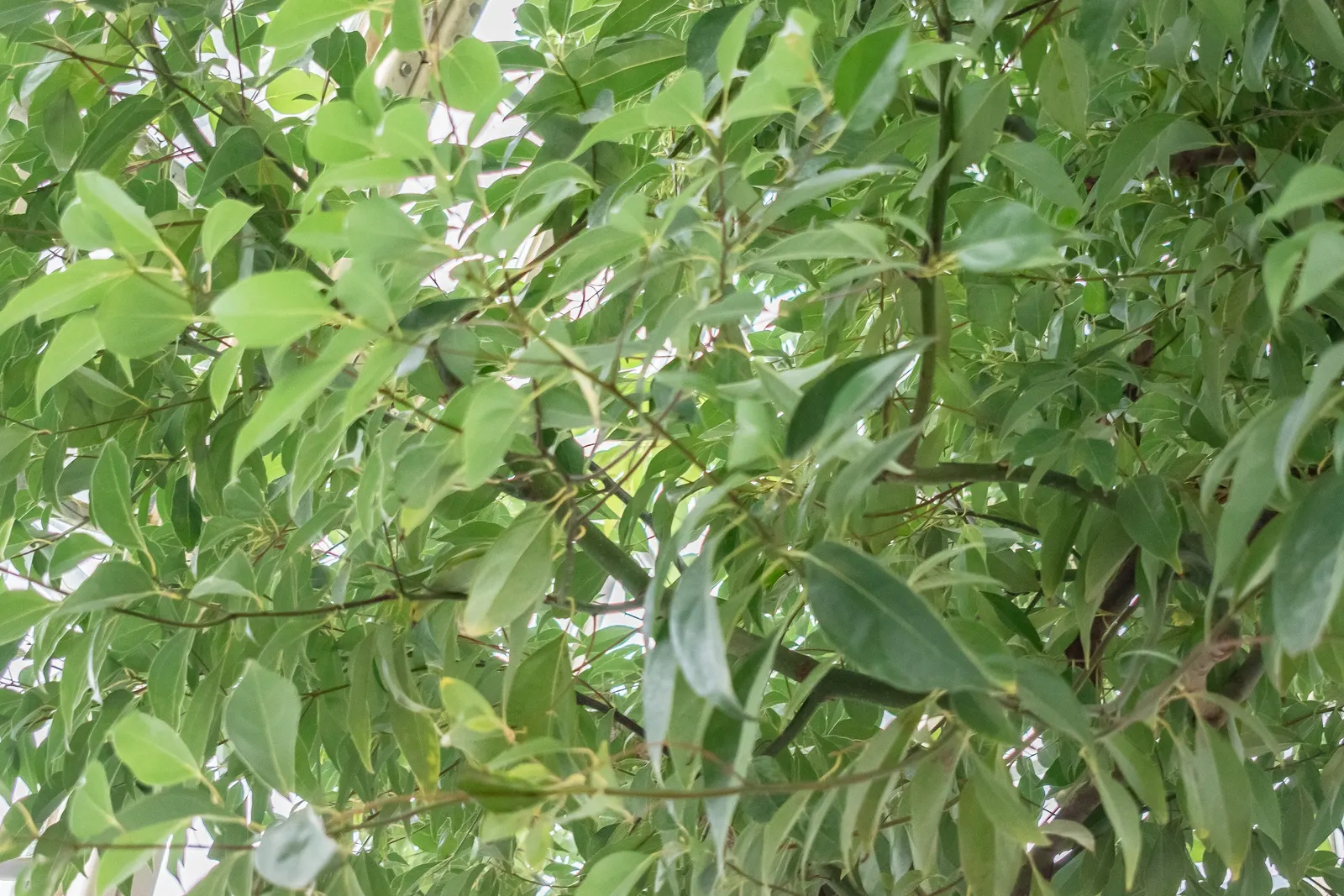 Camphor Tree (Cinnamomum Camphora) — Note: its invasive roots and large size make it unsuitable for small spaces