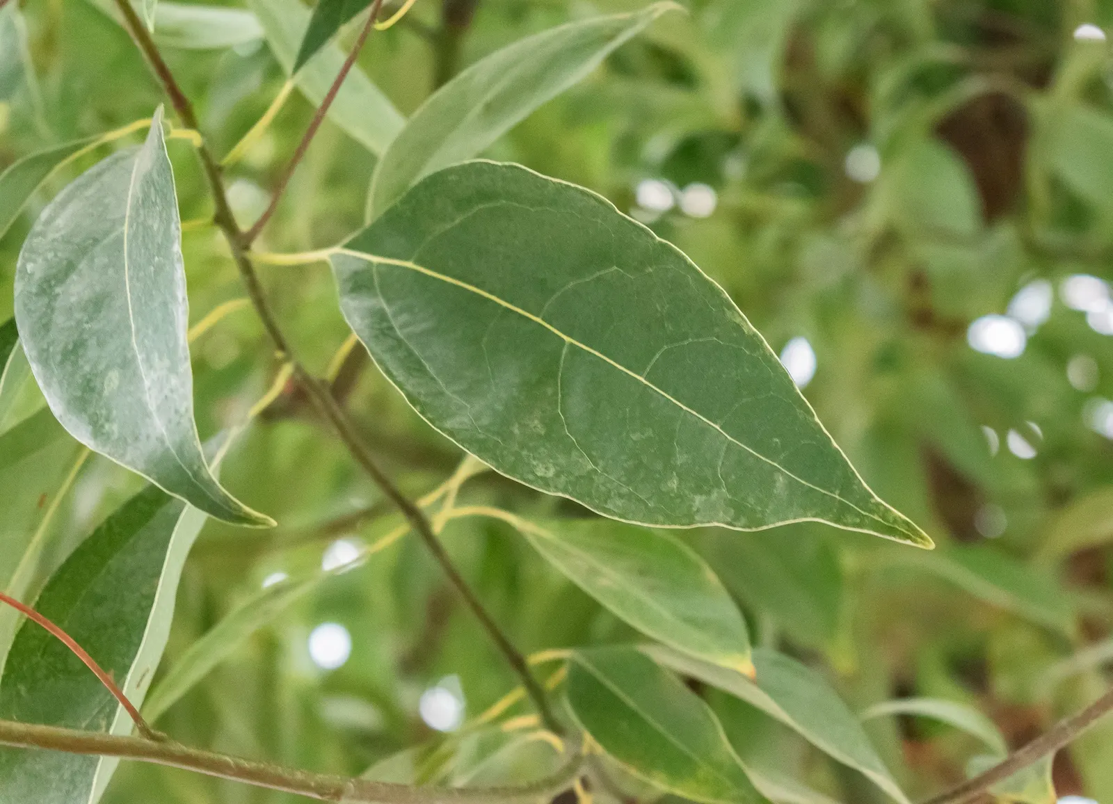 Camphor Tree (Cinnamomum Camphora) — The Camphor Tree (Cinnamomum camphora) is an evergreen renowned for its aromatic foliage; hardy in USDA zones, image 85