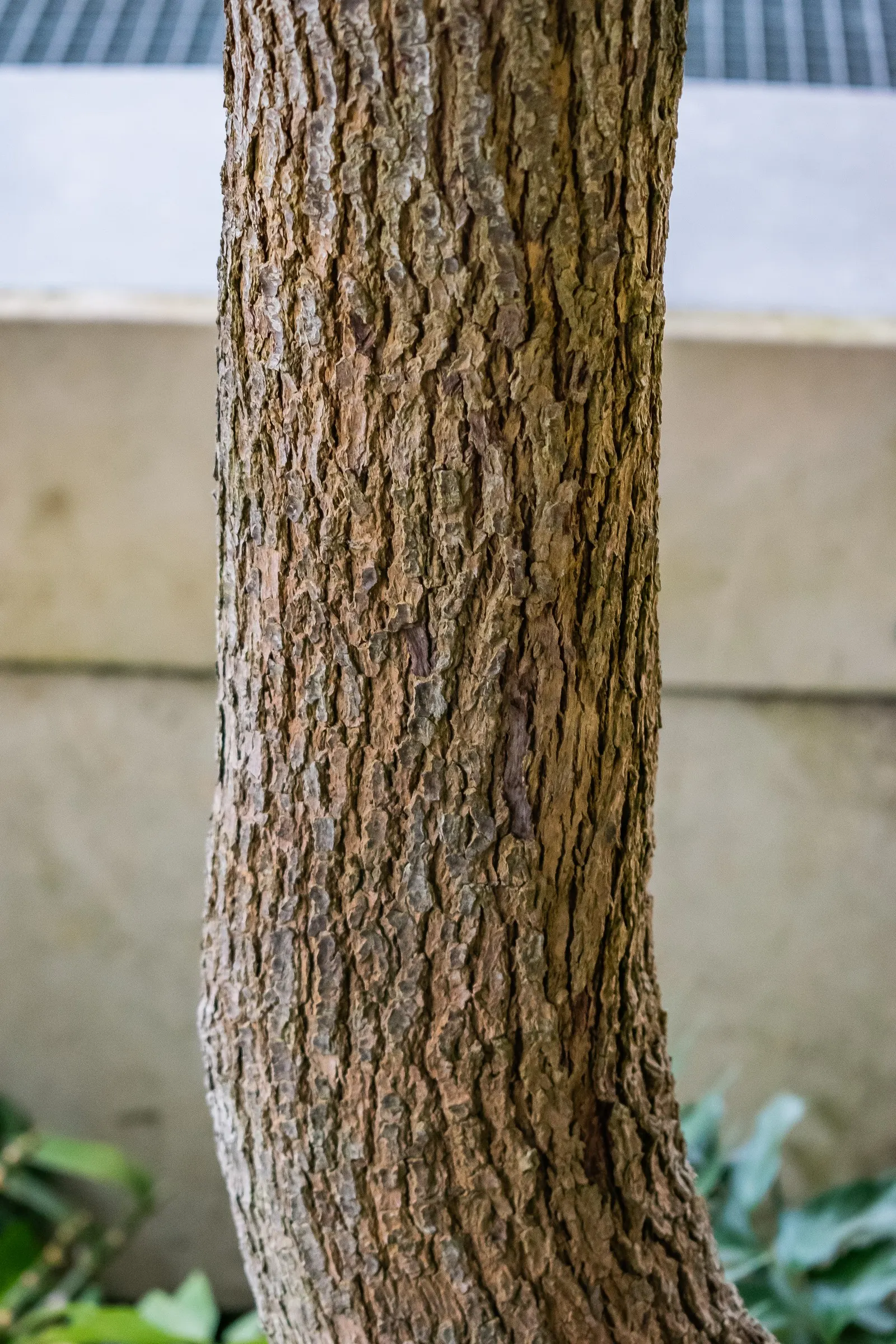 Camphor Tree (Cinnamomum Camphora) — Hardy in USDA zones 8-10, it thrives in full sun to partial shade