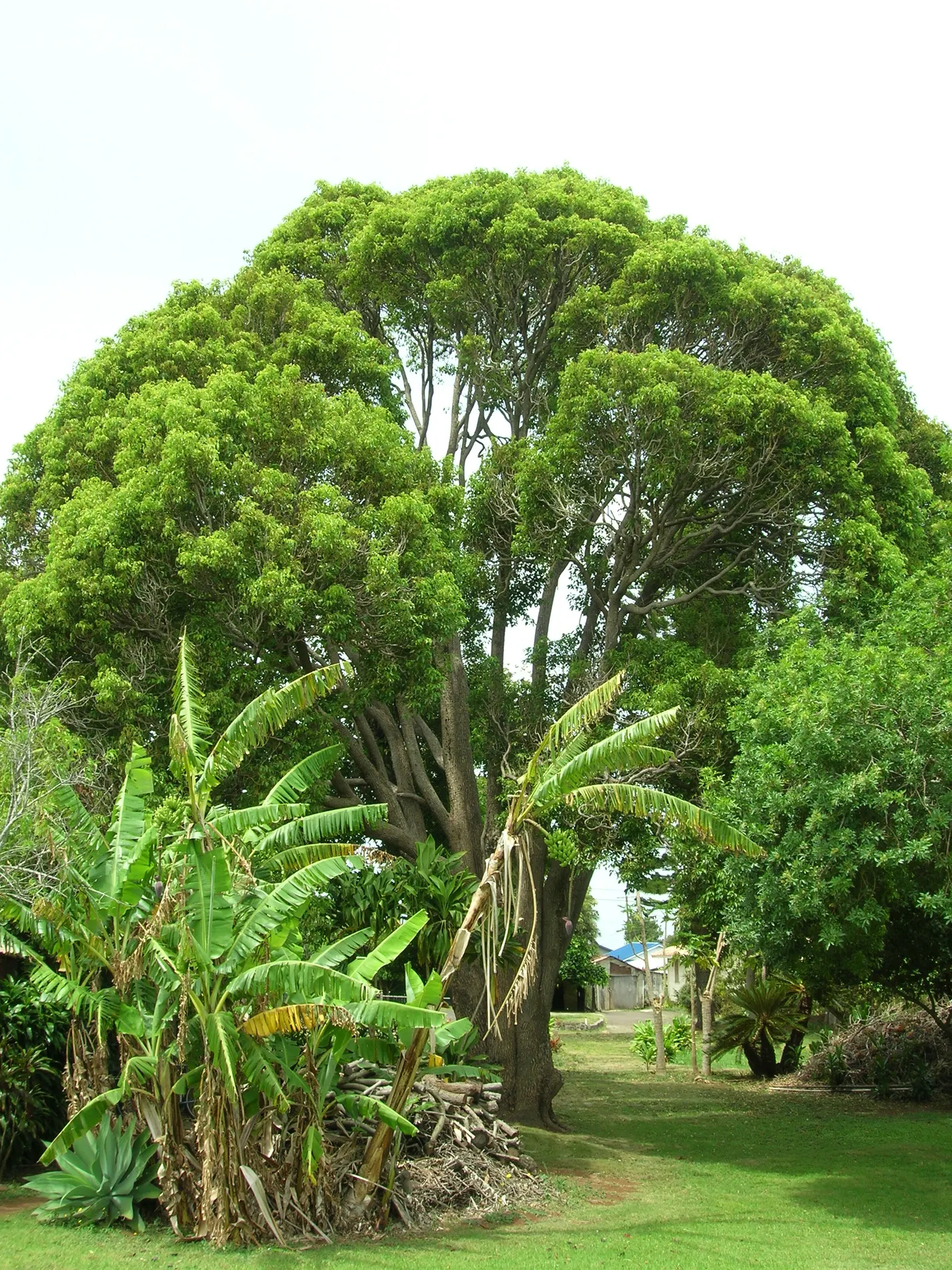 Camphor Tree (Cinnamomum Camphora) — These are followed by black; hardy in USDA zones 8 to 10, image 78