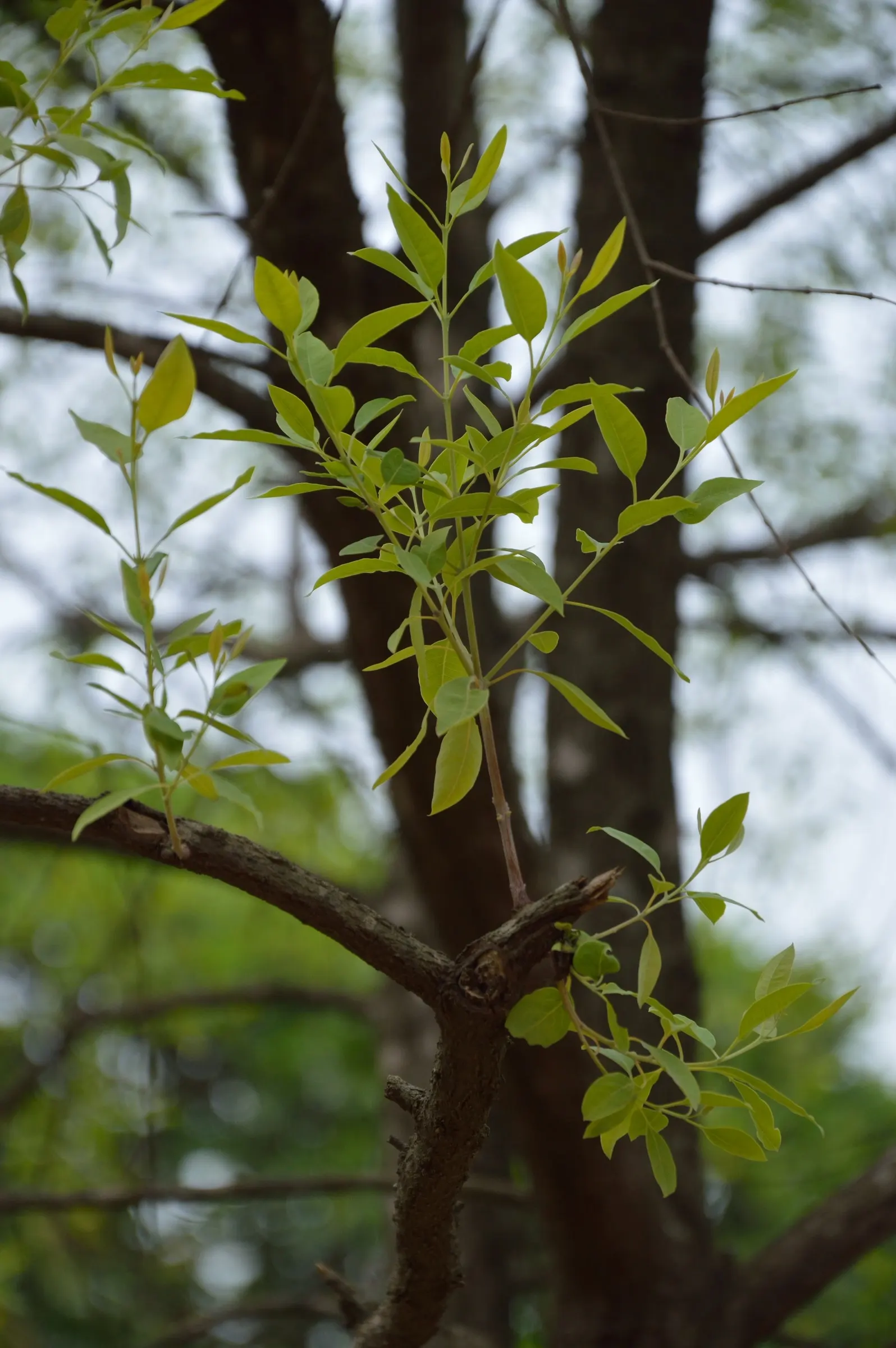 Camphor Tree (Cinnamomum Camphora) — is a stately evergreen noteworthy for its aromatic leaves and striking appearance