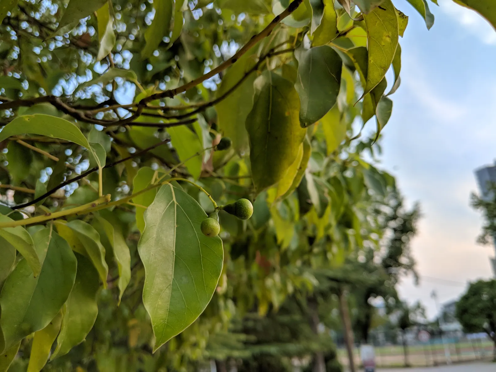 Camphor Tree (Cinnamomum Camphora) — emit the distinctive camphor smell; hardy in USDA zones 8 to 10, image 75