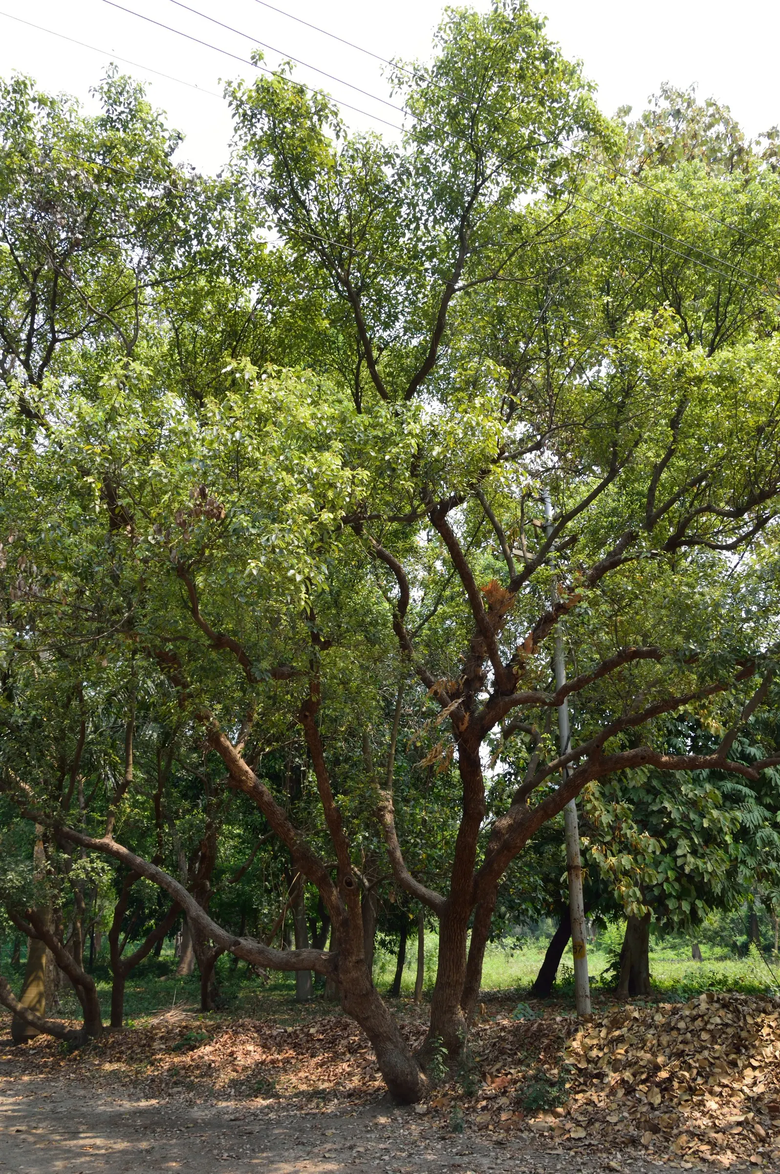Camphor Tree (Cinnamomum Camphora) — Note: its invasive roots and large size make it unsuitable for small spaces; the camphor tree provides ample, image 68