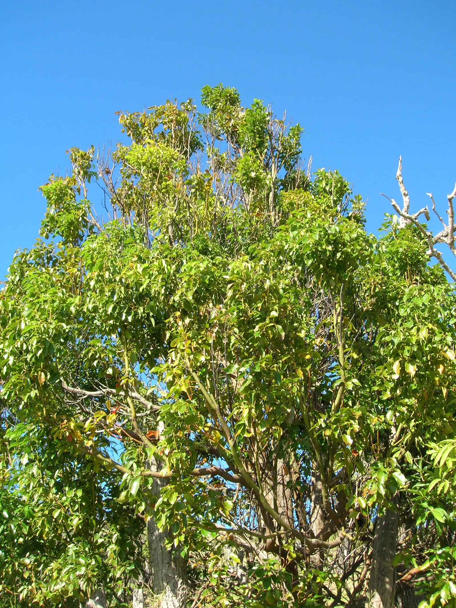 Camphor Tree (Cinnamomum Camphora) — tree for full; hardy in USDA zones 8 to 10, image 63