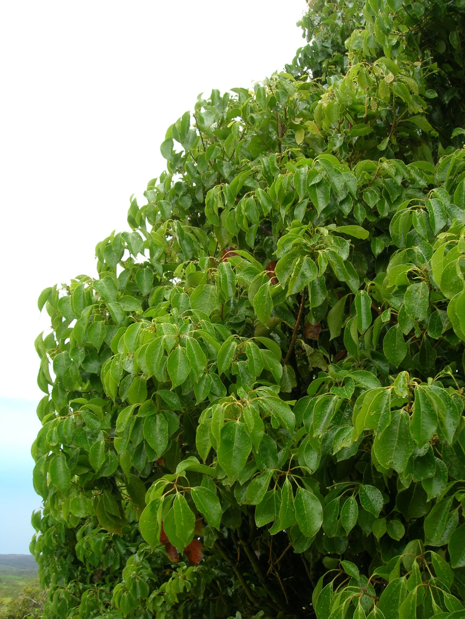 Camphor Tree (Cinnamomum Camphora) — with a canopy spread just as wide; the camphor tree provides ample shade, image 71
