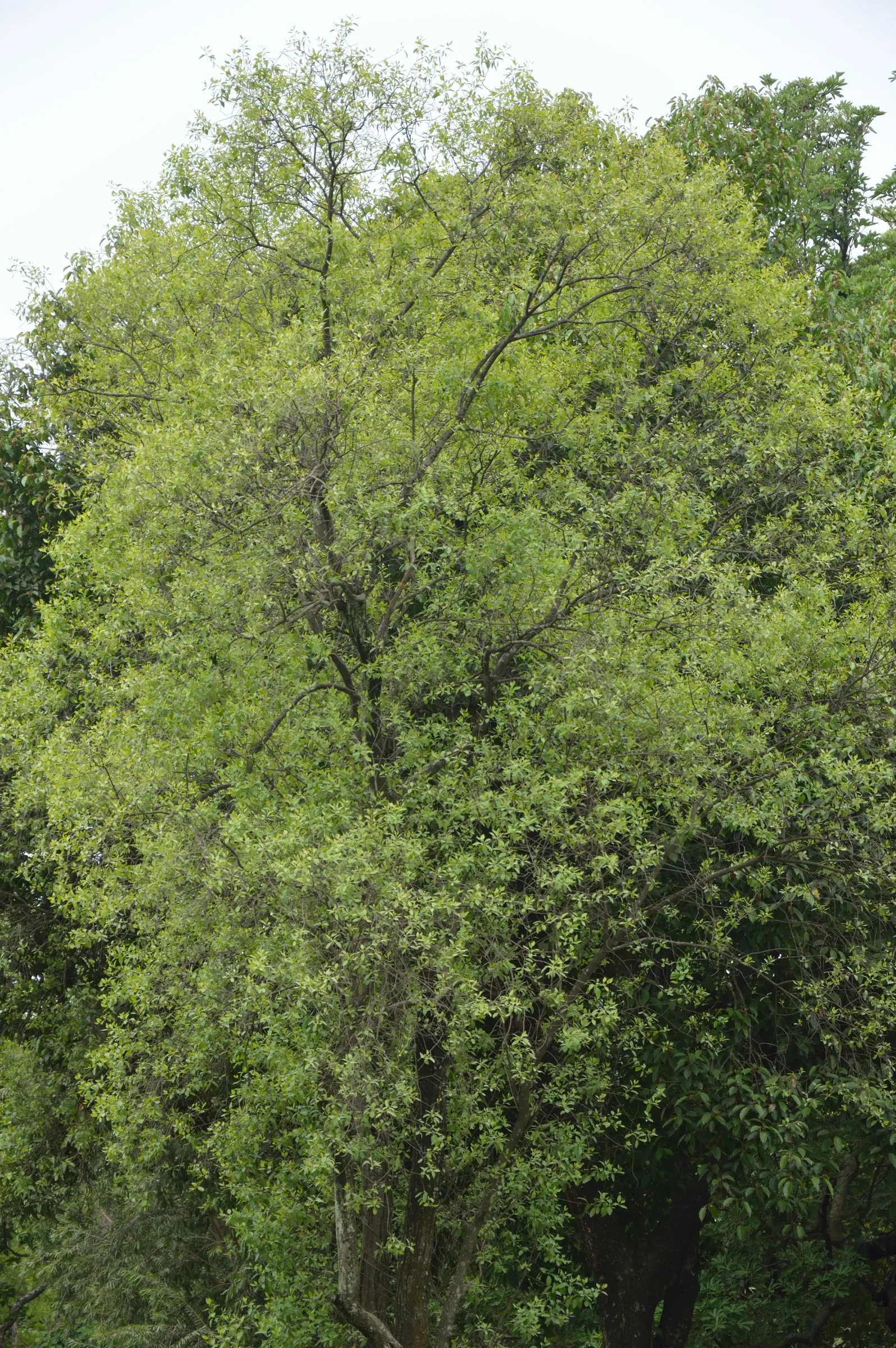 Camphor Tree (Cinnamomum Camphora) — Hardy in USDA zones 8 to 10, image 81
