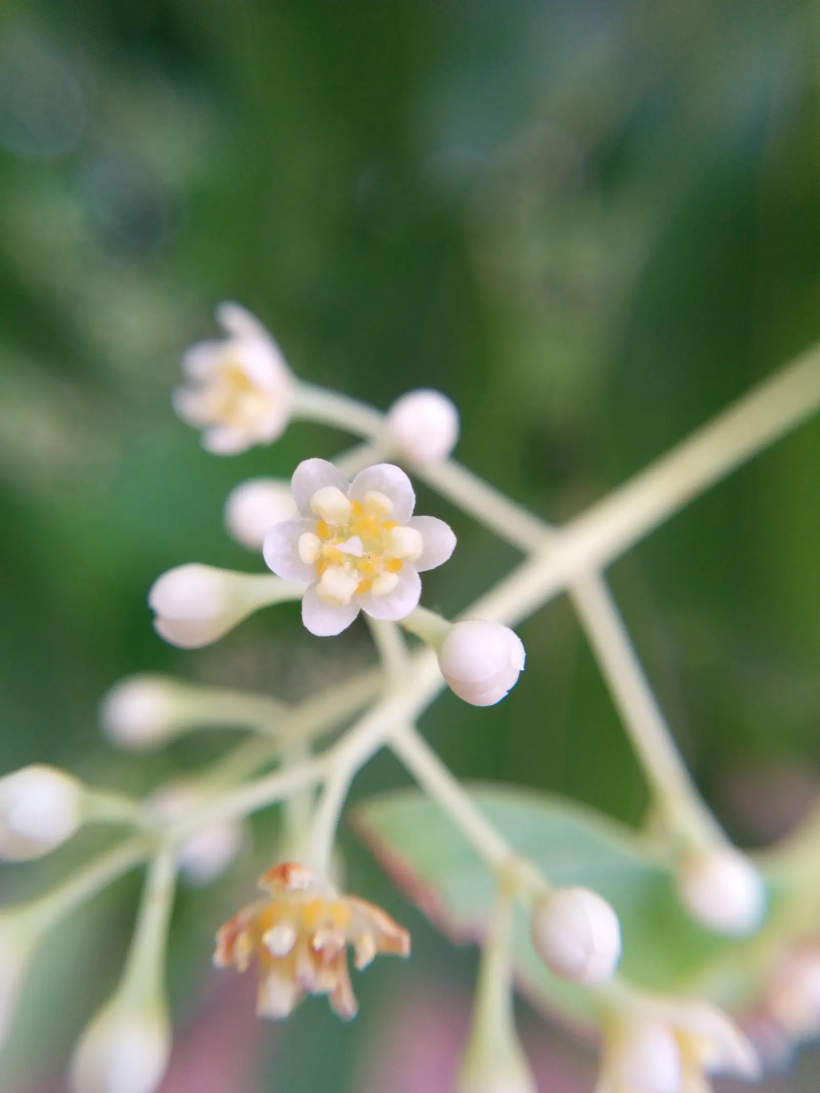 Camphor Tree (Cinnamomum Camphora) — Tiny yellowish-white flowers bloom in spring, followed by berry-like fruits