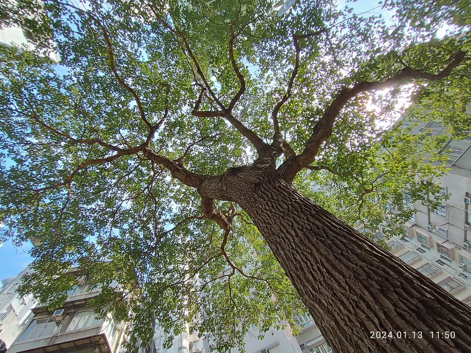 Camphor Tree (Cinnamomum Camphora) — Hardy in USDA zones 8-10, it thrives in full sun to partial shade, image 46
