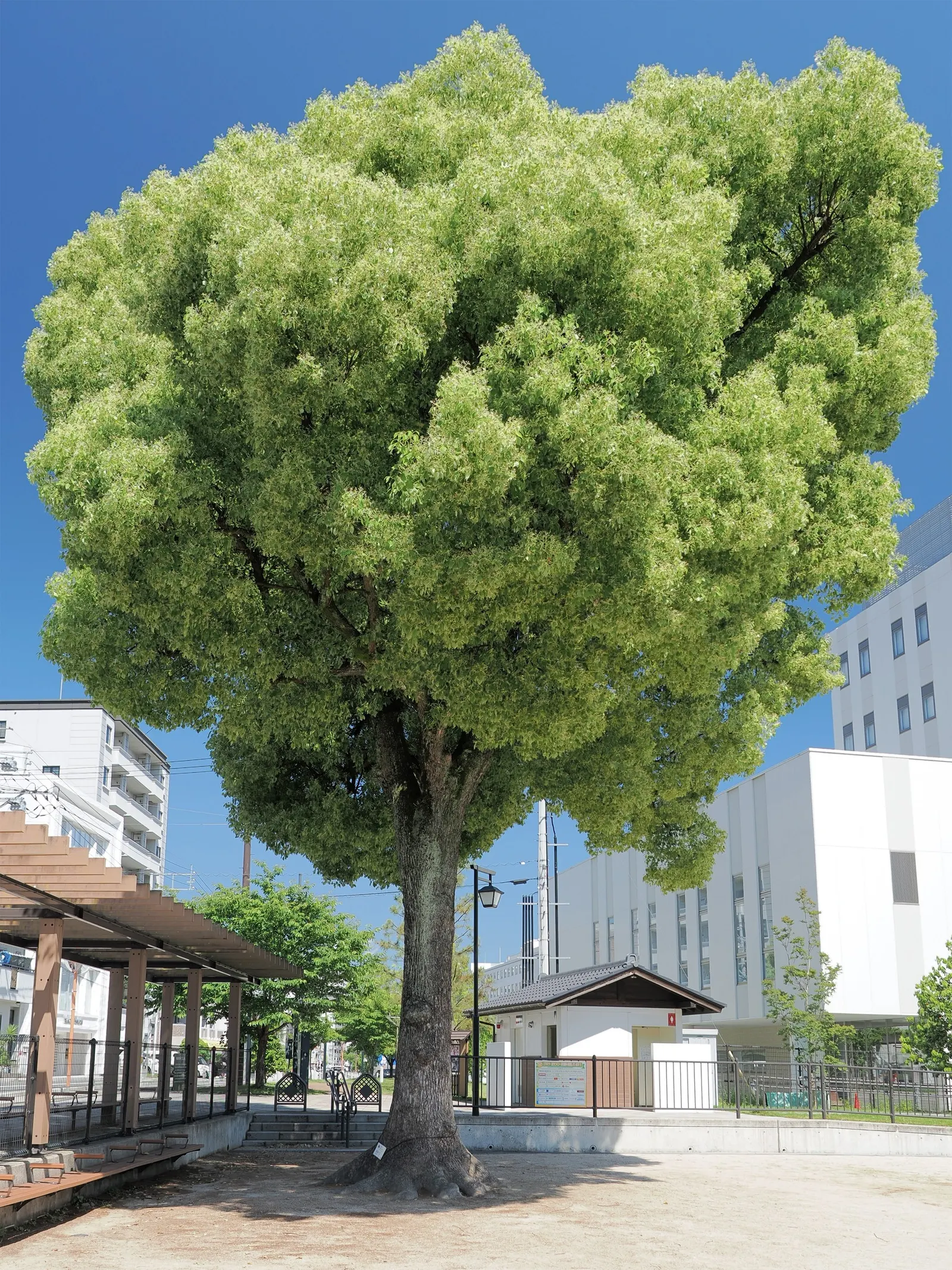 Camphor Tree (Cinnamomum Camphora) — with a canopy spread just as wide; the camphor tree provides ample shade