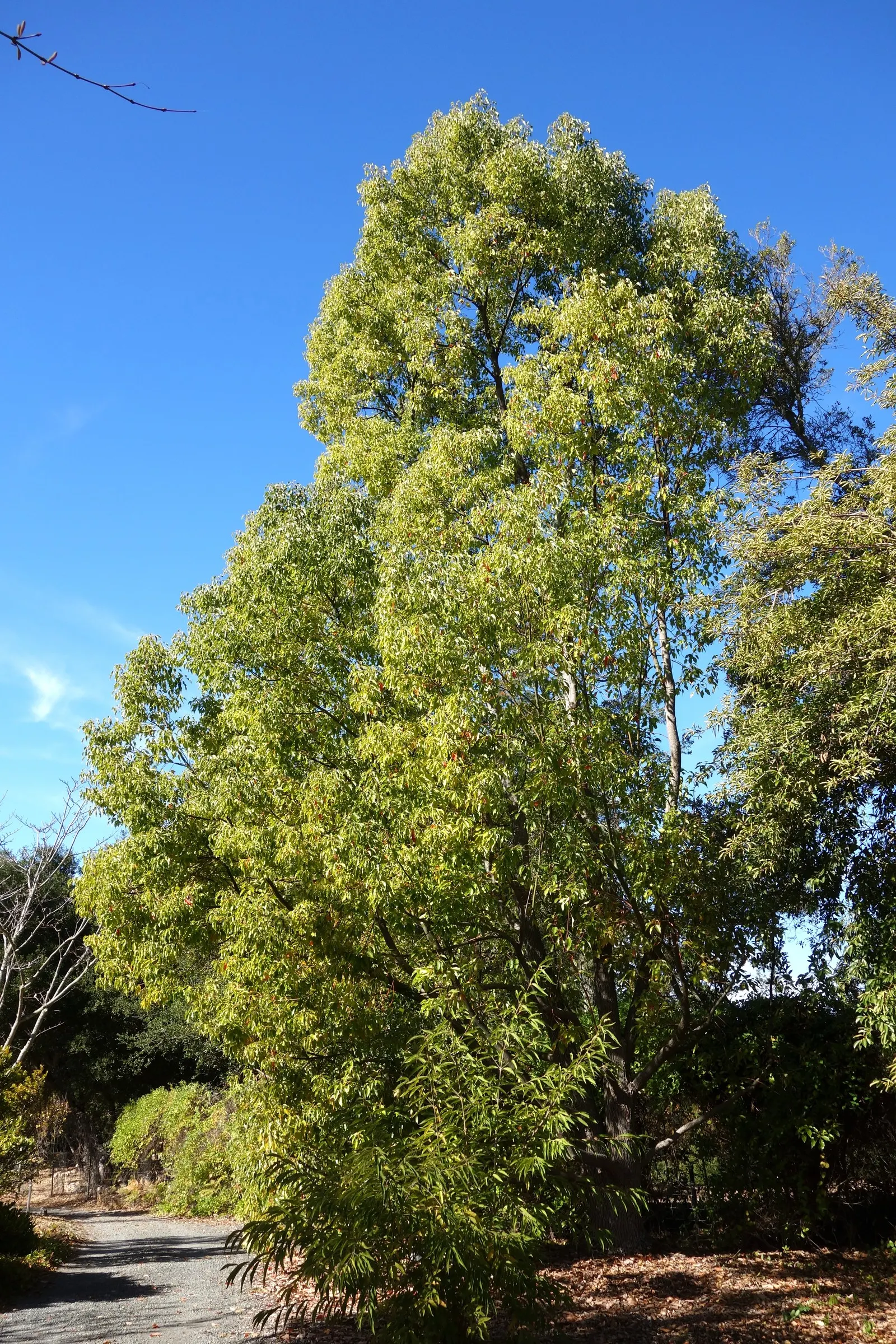 Camphor Tree (Cinnamomum Camphora) — Tiny yellowish-white flowers bloom in spring, followed by berry-like fruits; hardy in USDA zones 8 to 10, image 66