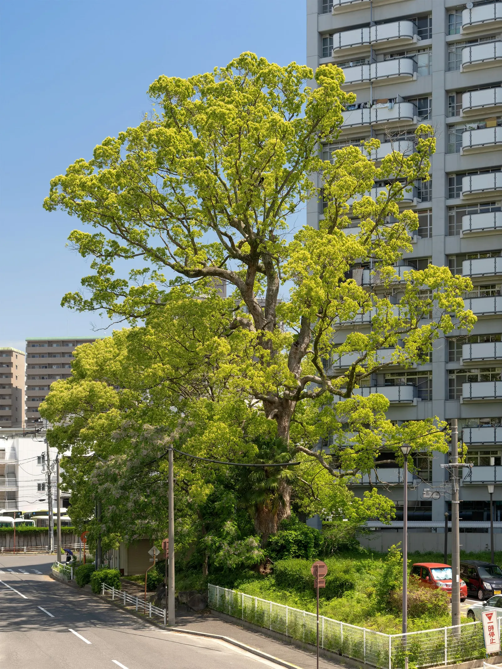 Camphor Tree (Cinnamomum Camphora) — In the spring, small white flowers bloom, adding subtle visual interest; the camphor tree provides ample shade, image 56