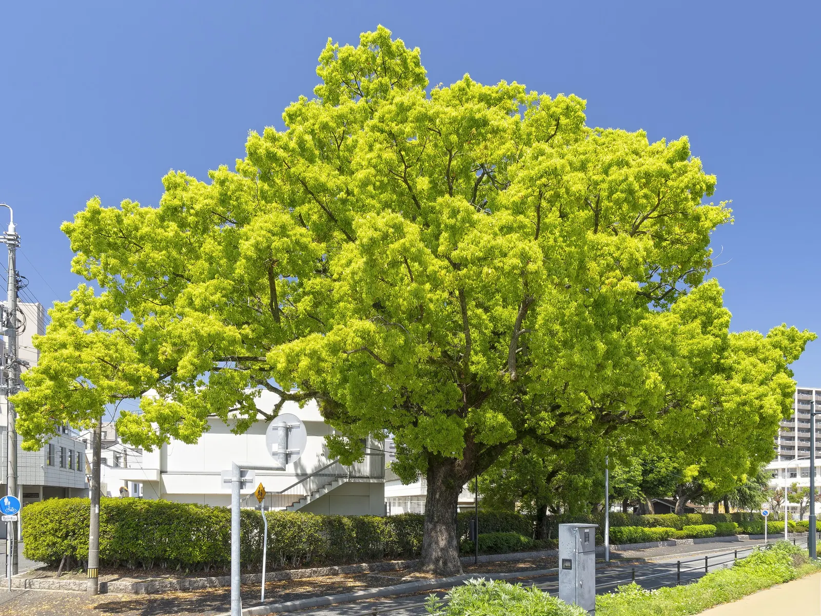 Camphor Tree (Cinnamomum Camphora) — stress the importance of regular pruning during the early years to establish a strong; hardy in USDA zones 8-10, it