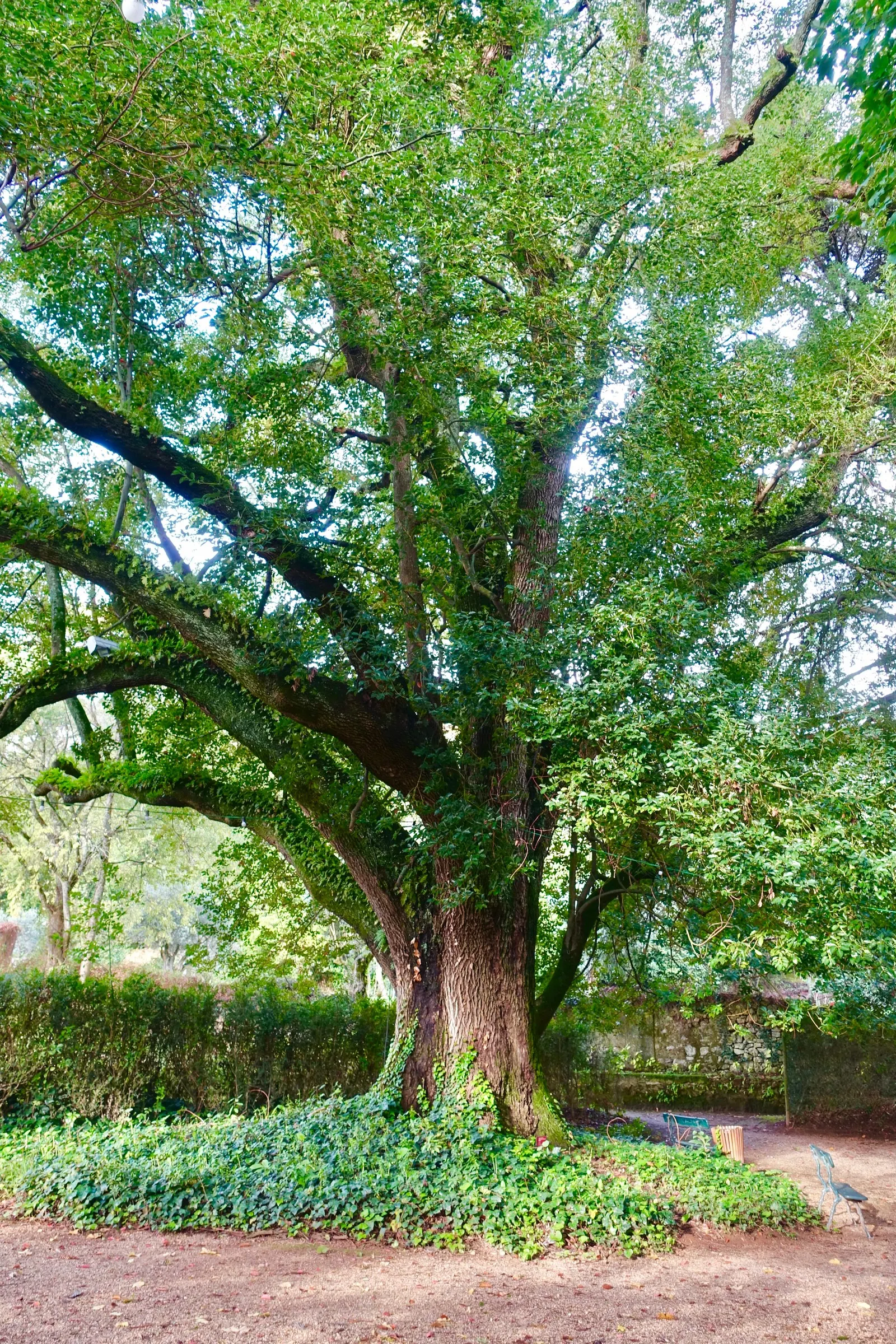 Camphor Tree (Cinnamomum Camphora) — With a mature height of 50-65 feet and a spread of 50-70 feet, it forms a dense, shapely canopy