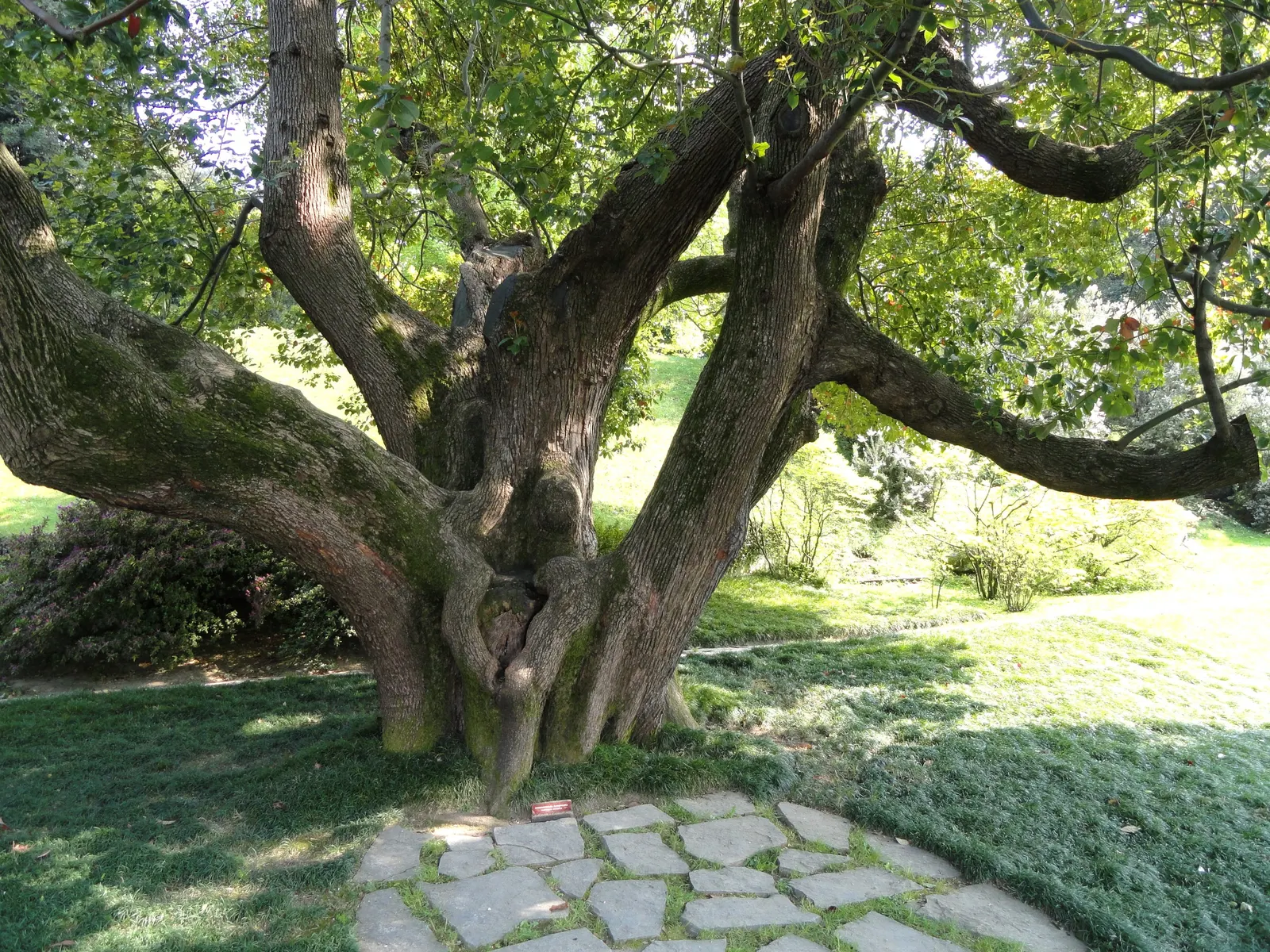 Camphor Tree (Cinnamomum Camphora) — camphor trees prefer well-draining soils and a location that receives full sunlight to partial shade; the, image 59