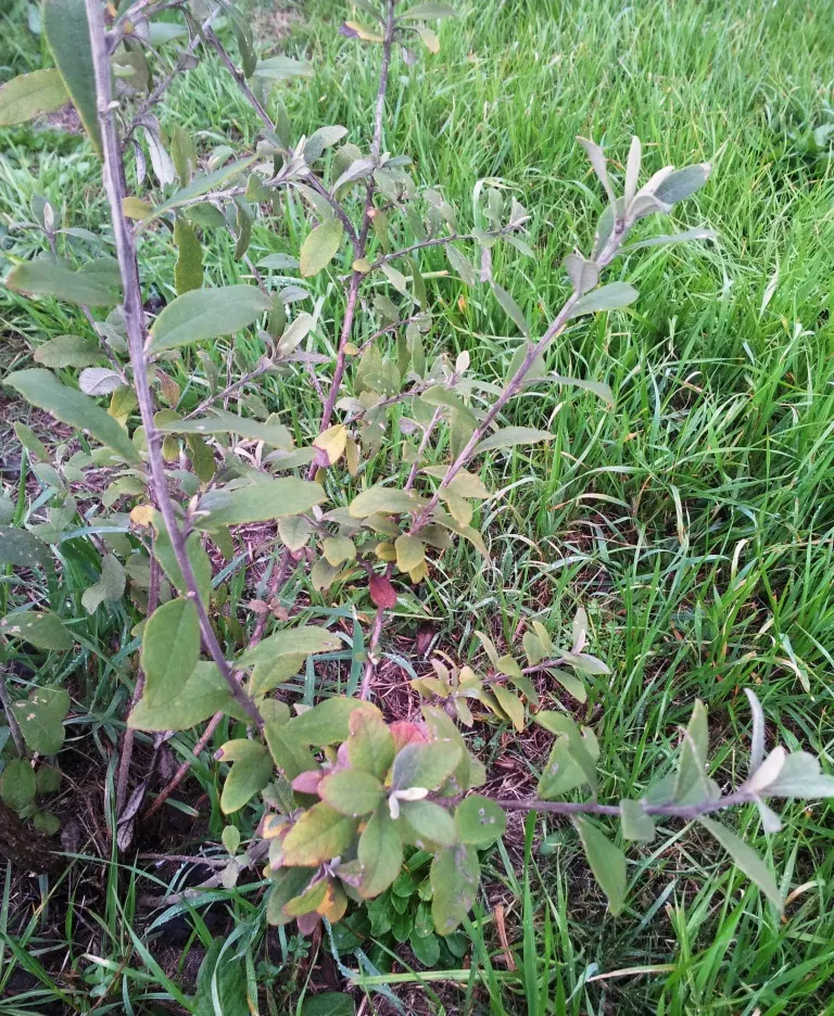 Camphor Tree (Cinnamomum Camphora) — account for its expansive growth when incorporating it into garden designs; hardy in USDA zones 8-10, it thrives in full