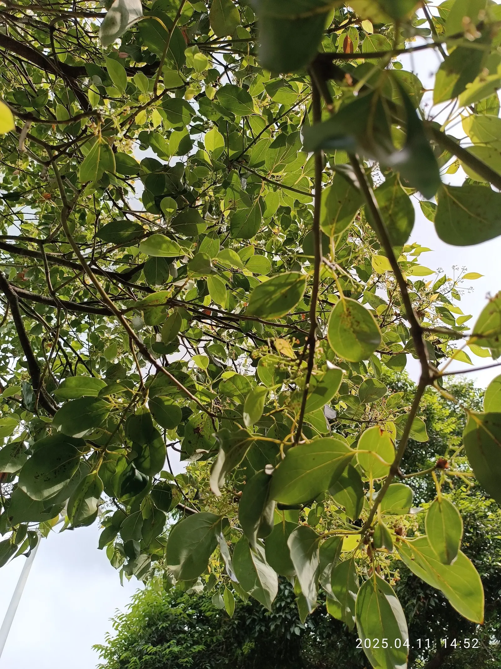 Camphor Tree (Cinnamomum Camphora) — Also, be aware that the leaves and fruits contain compounds that can be poisonous if ingested