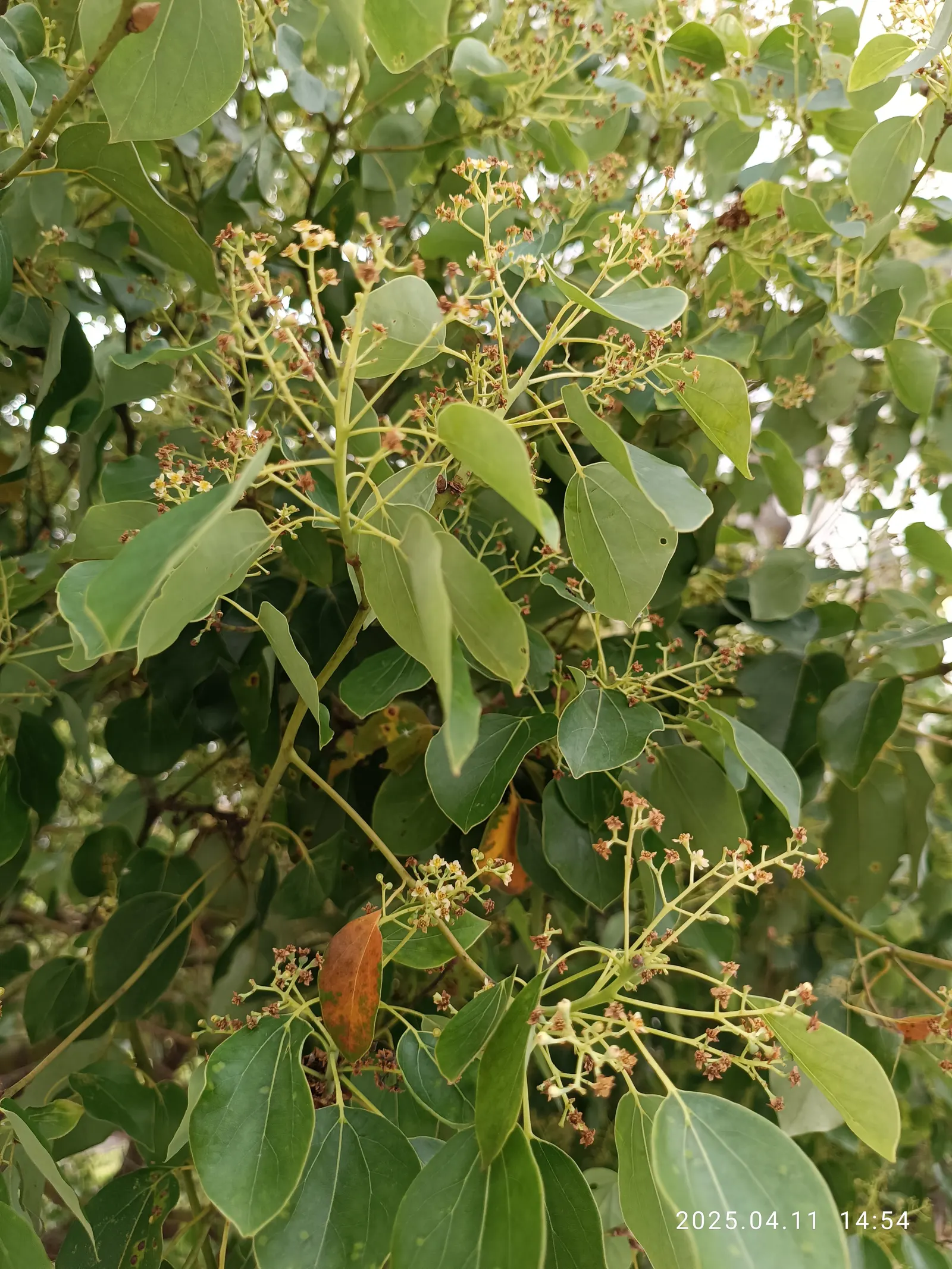 Camphor Tree (Cinnamomum Camphora) — These are followed by black