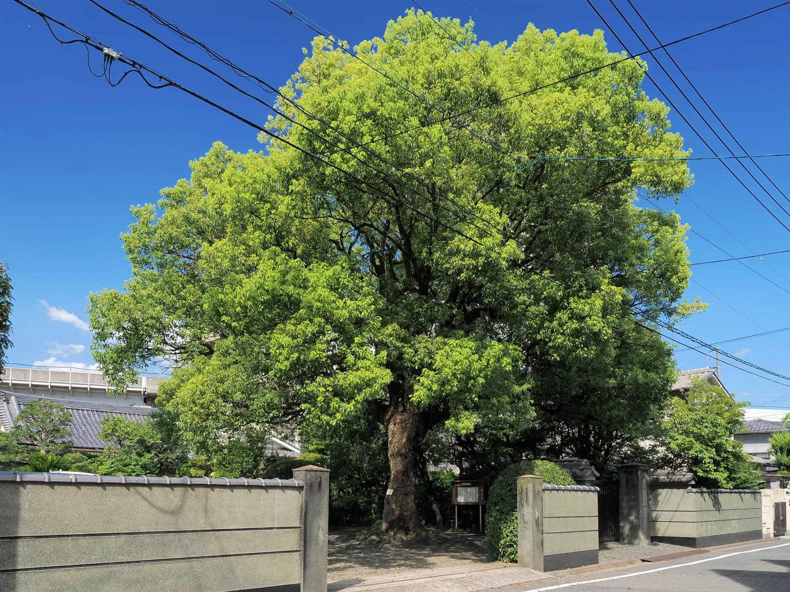 Camphor Tree (Cinnamomum Camphora) — These are followed by black; hardy in USDA zones 8 to 10