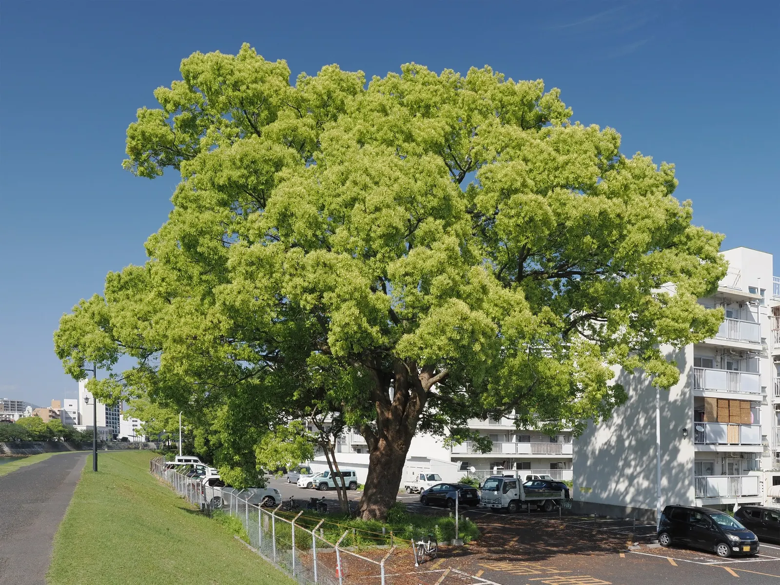 Camphor Tree (Cinnamomum Camphora) — Tiny yellowish-white flowers bloom in spring, followed by berry-like fruits; hardy in USDA zones 8 to 10, image 45