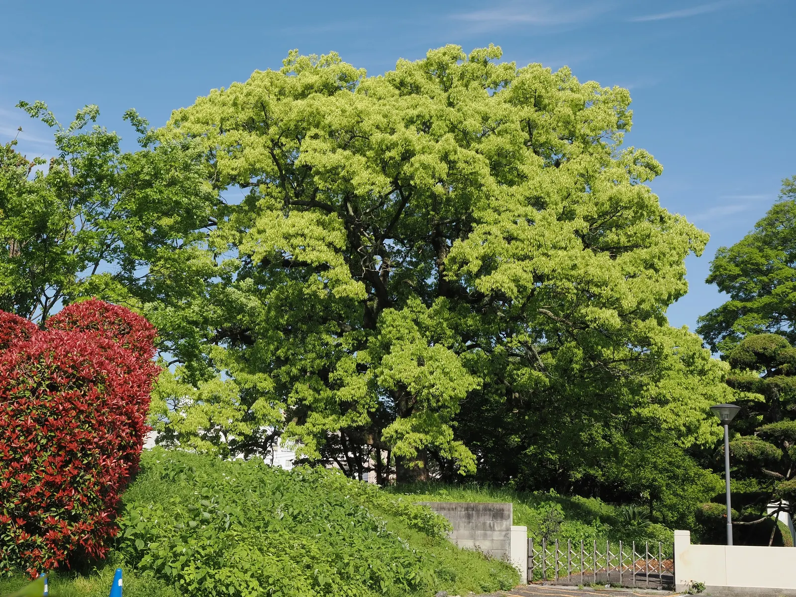 Camphor Tree (Cinnamomum Camphora) — potentially exceeding 75 feet; hardy in USDA zones 8 to 10