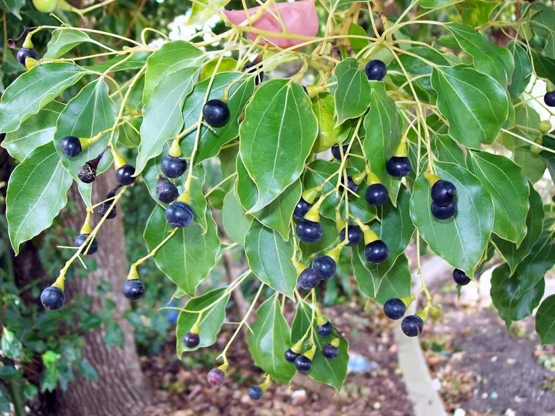 Camphor Tree (Cinnamomum Camphora) — is a stately evergreen noteworthy for its aromatic leaves and striking appearance; hardy in USDA zones 8 to 10