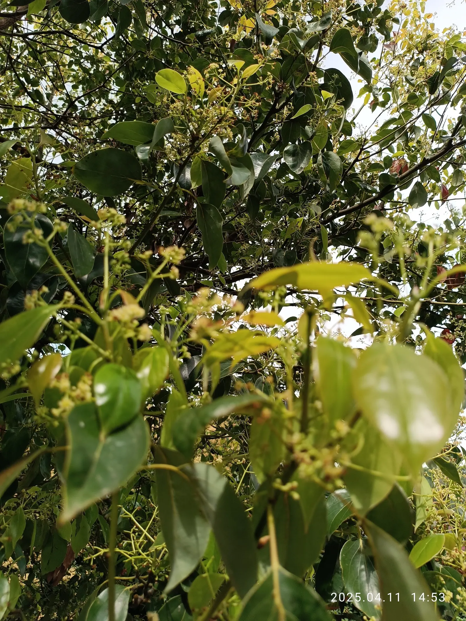 Camphor Tree (Cinnamomum Camphora) — stress the importance of regular pruning during the early years to establish a strong