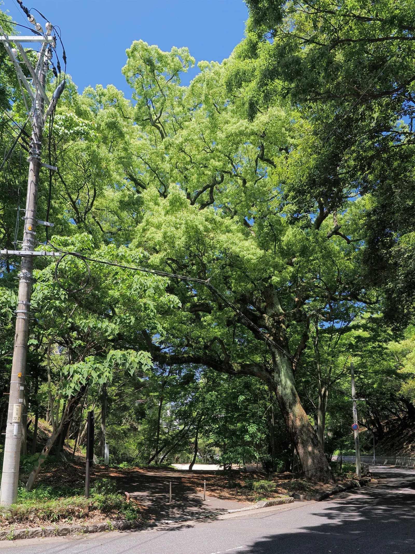 Camphor Tree (Cinnamomum Camphora) — tree for full; hardy in USDA zones 8 to 10