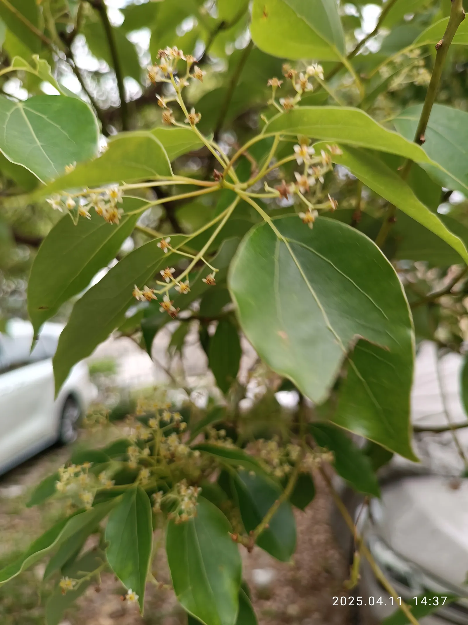Camphor Tree (Cinnamomum Camphora) — berry-like fruits which are attractive to birds.<br><br>For optimal growth